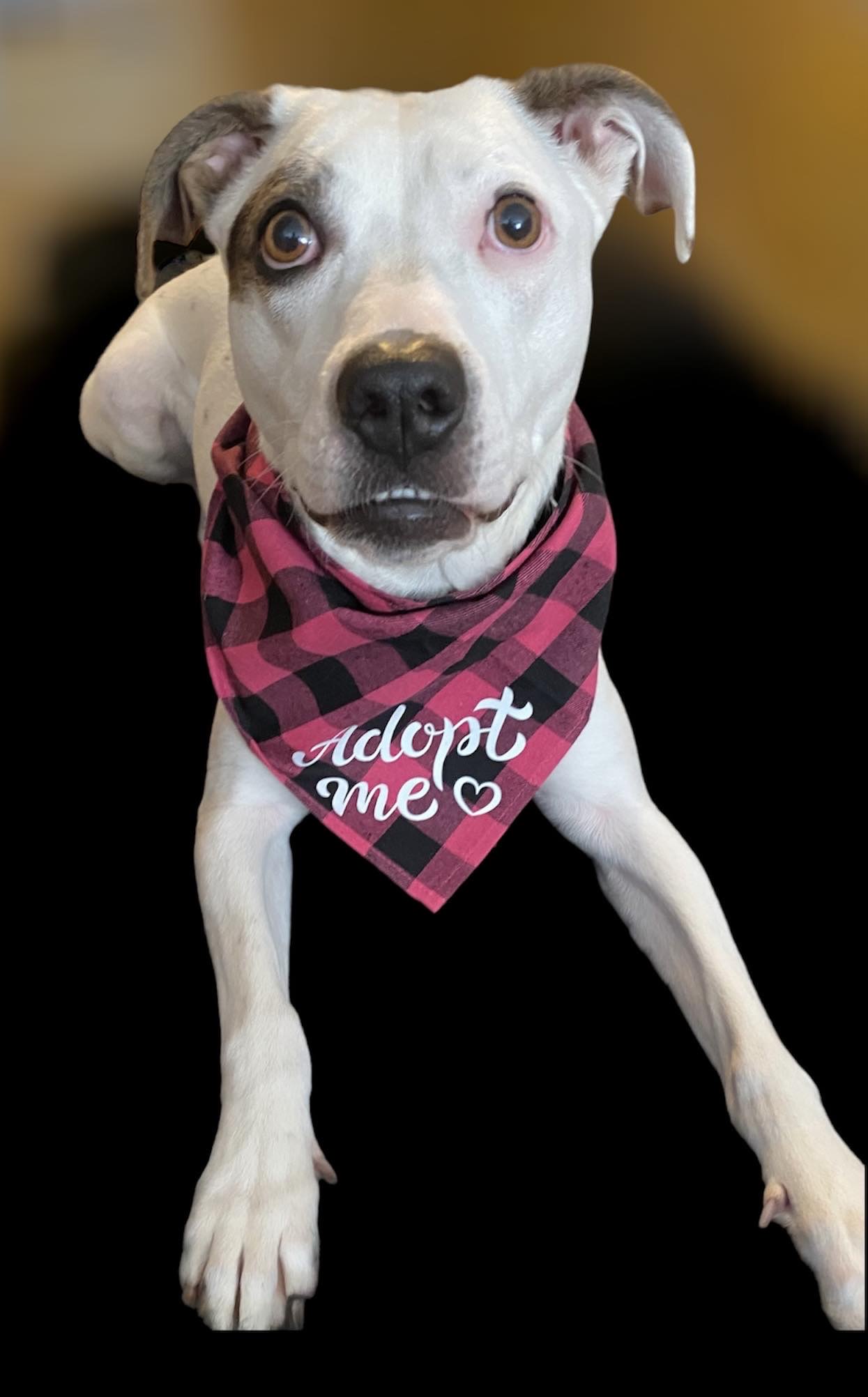 Rory, a Adoptable Pit Bull Terrier in Iowa city, IA image 1/5