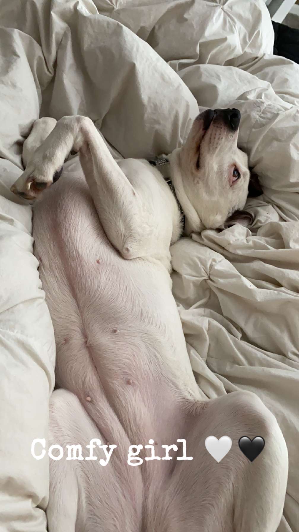 Rory, a Adoptable Pit Bull Terrier in Iowa city, IA image 5/5