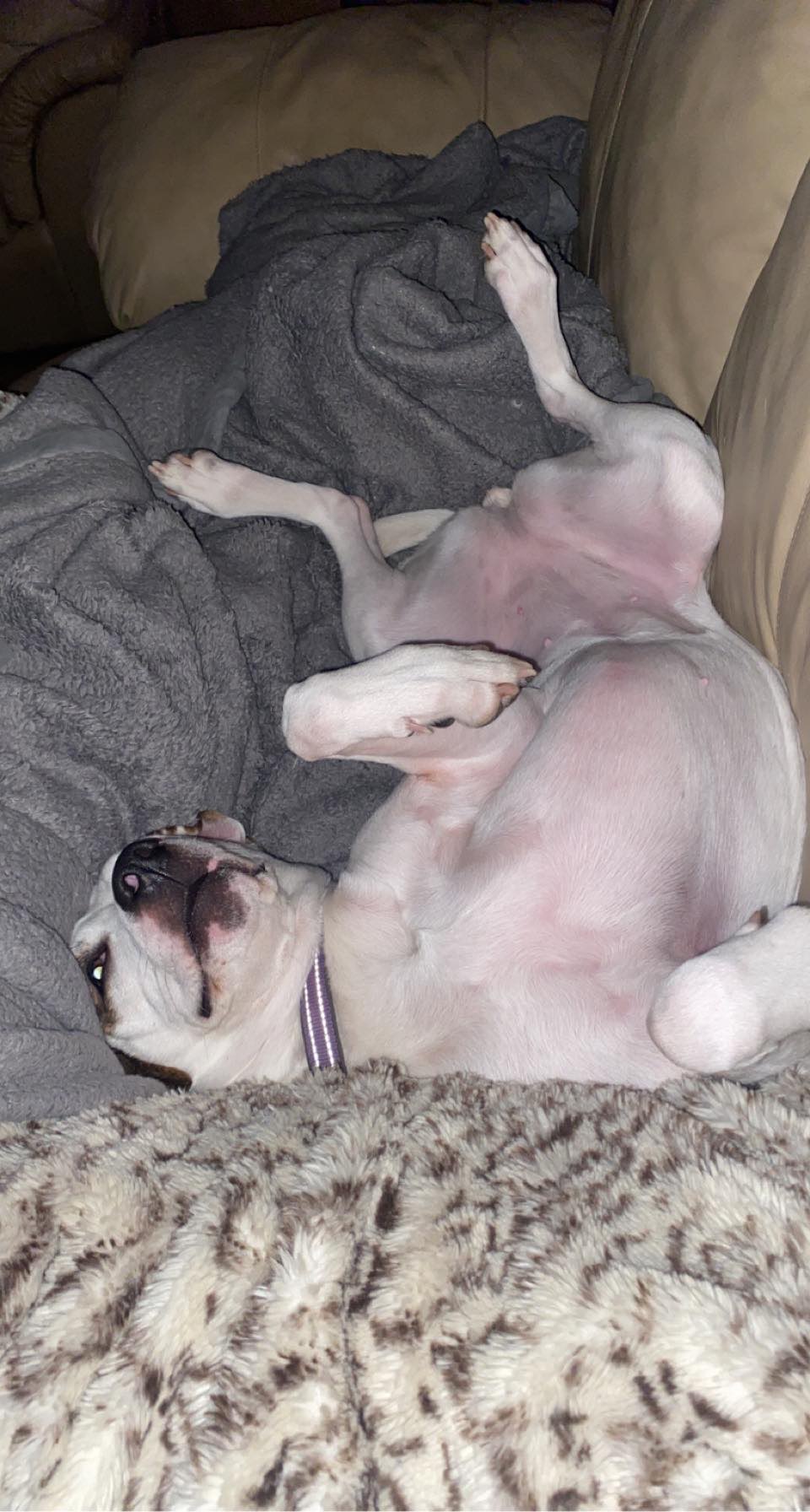 Rory, a Adoptable Pit Bull Terrier in Iowa city, IA image 3/5