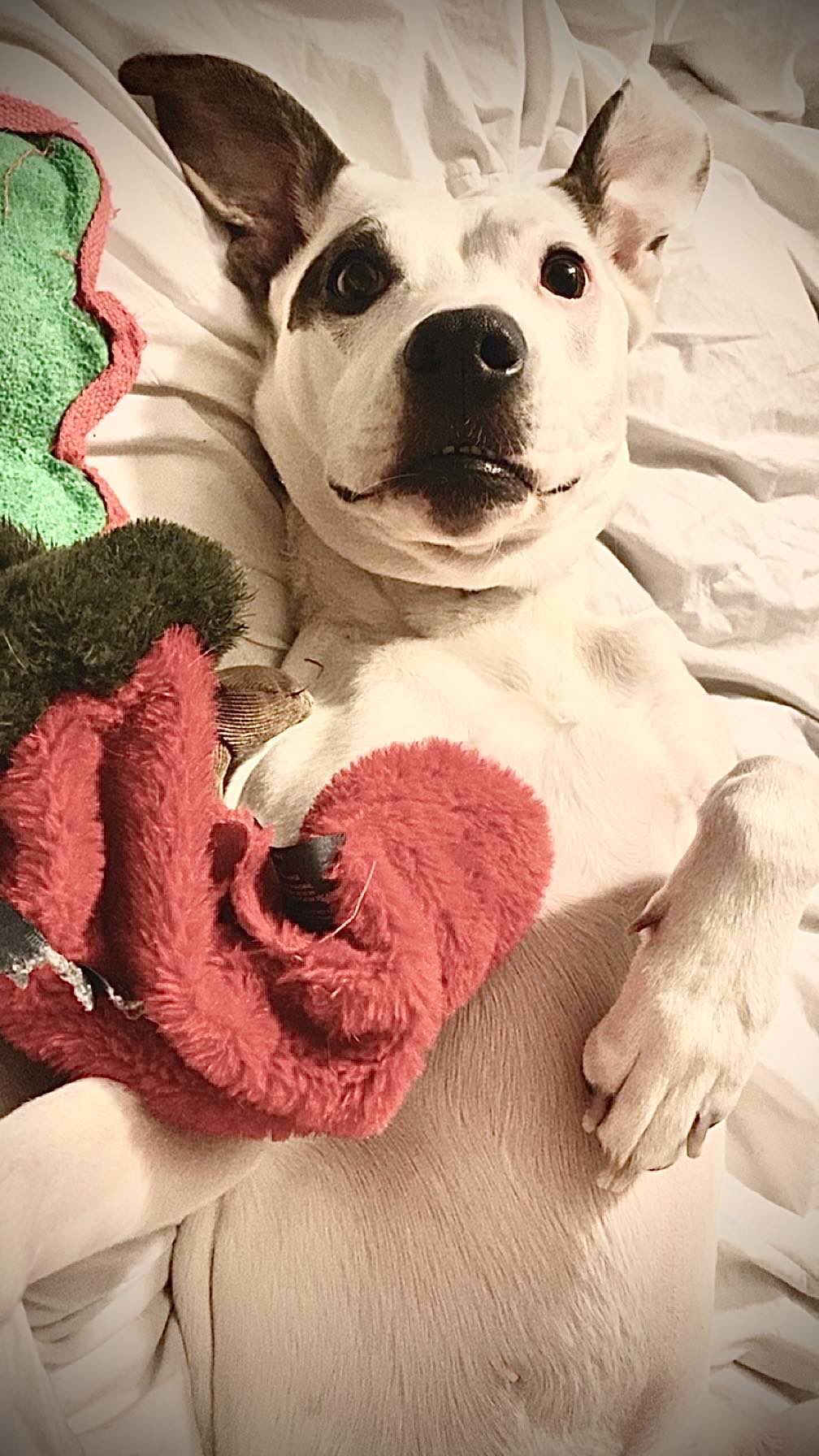 Rory, a Adoptable Pit Bull Terrier in Iowa city, IA image 4/5