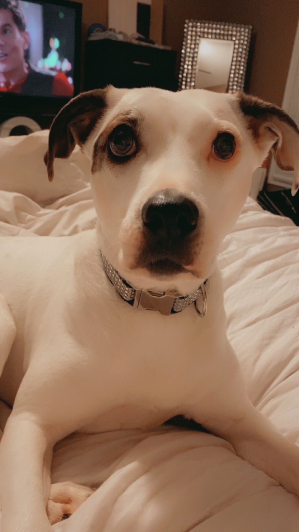 Rory, a Adoptable Pit Bull Terrier in Iowa city, IA image 2/5