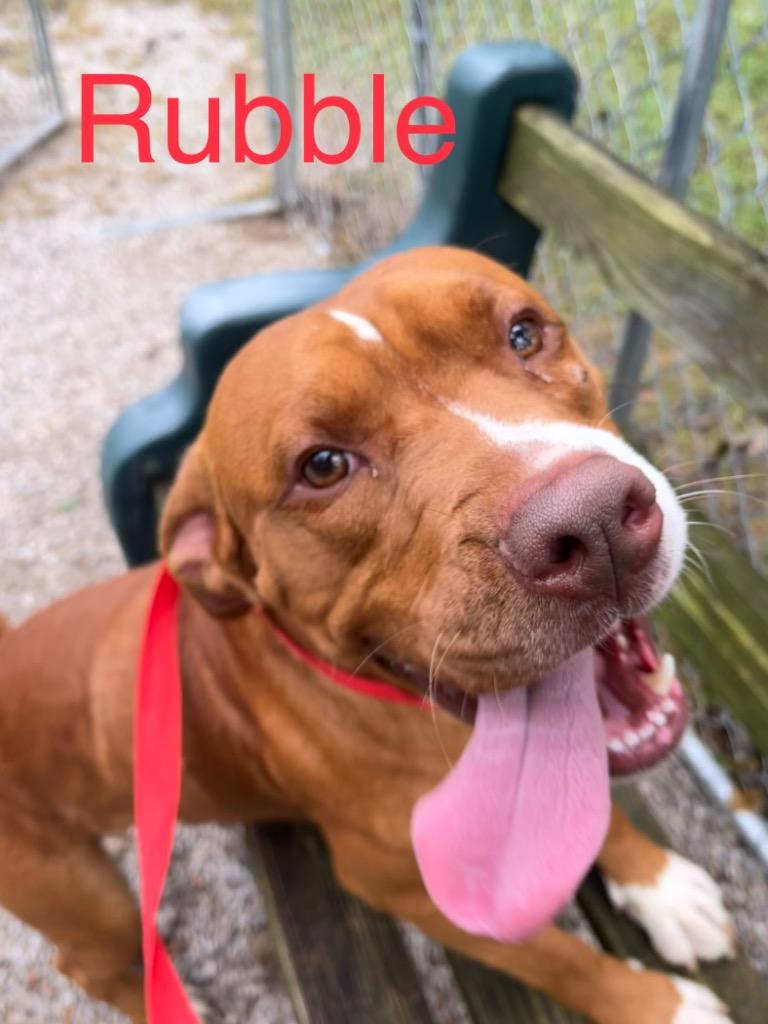 Enlarge Rubble, a Adoptable mixed breed in Princeton, IN image 1/1
