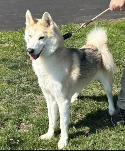 Enlarge Sherlock, a Adoptable mixed breed in Bridgewater, NJ image 1/1