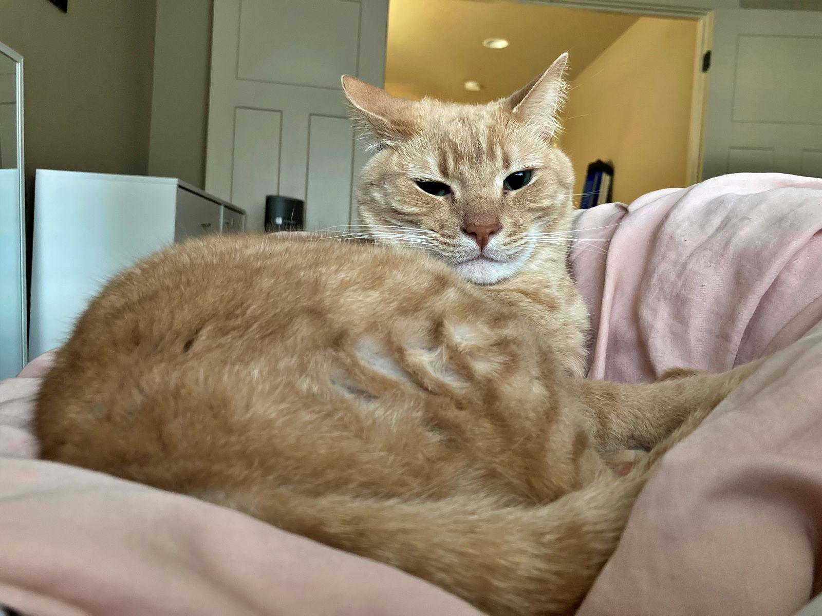 Enlarge LUNA & DEWEY #1799 - Offered by Owner - Bonded, a Adoptable mixed breed in Hillsboro, OR image 2/3