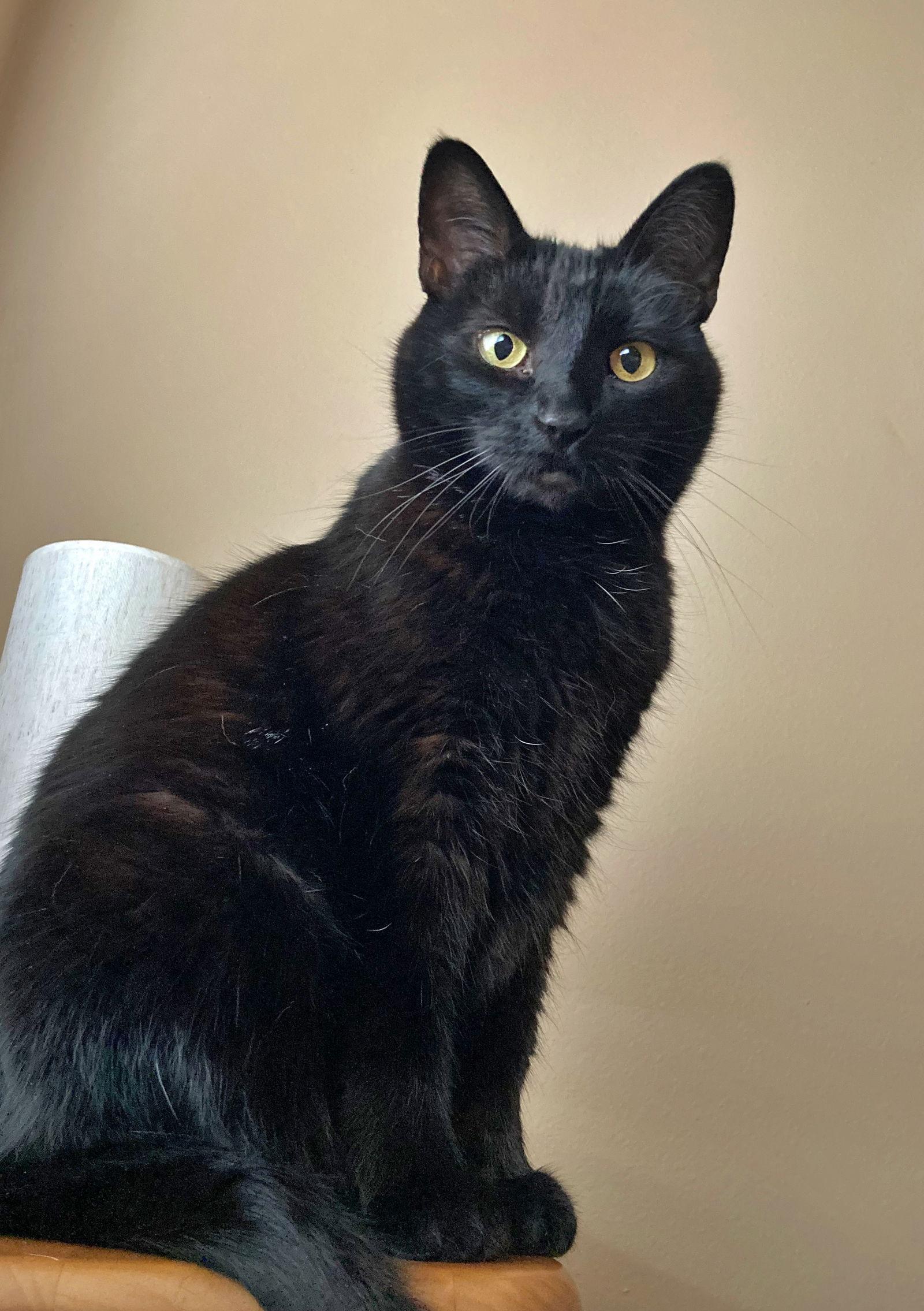 Enlarge LUNA & DEWEY #1799 - Offered by Owner - Bonded, a Adoptable mixed breed in Hillsboro, OR image 3/3