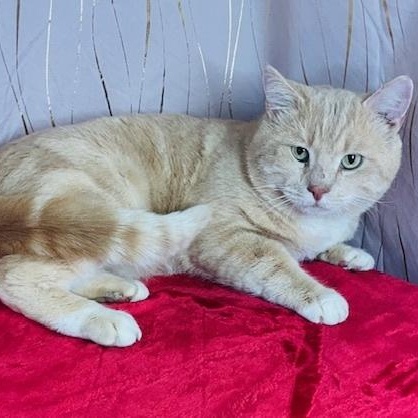 Meow Meow, a Adoptable Domestic Short Hair in Binghamton, NY image 3/5