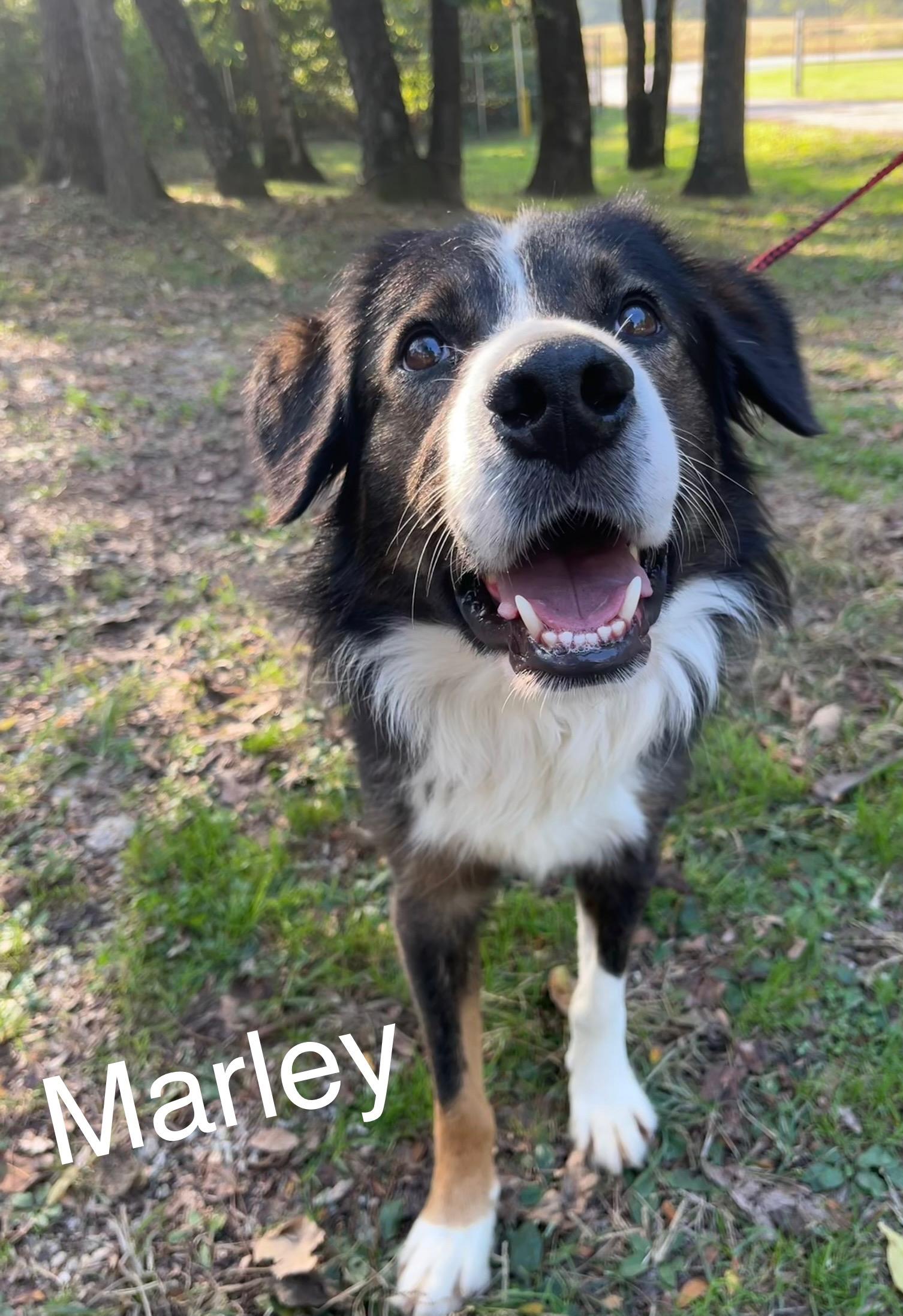 Marley