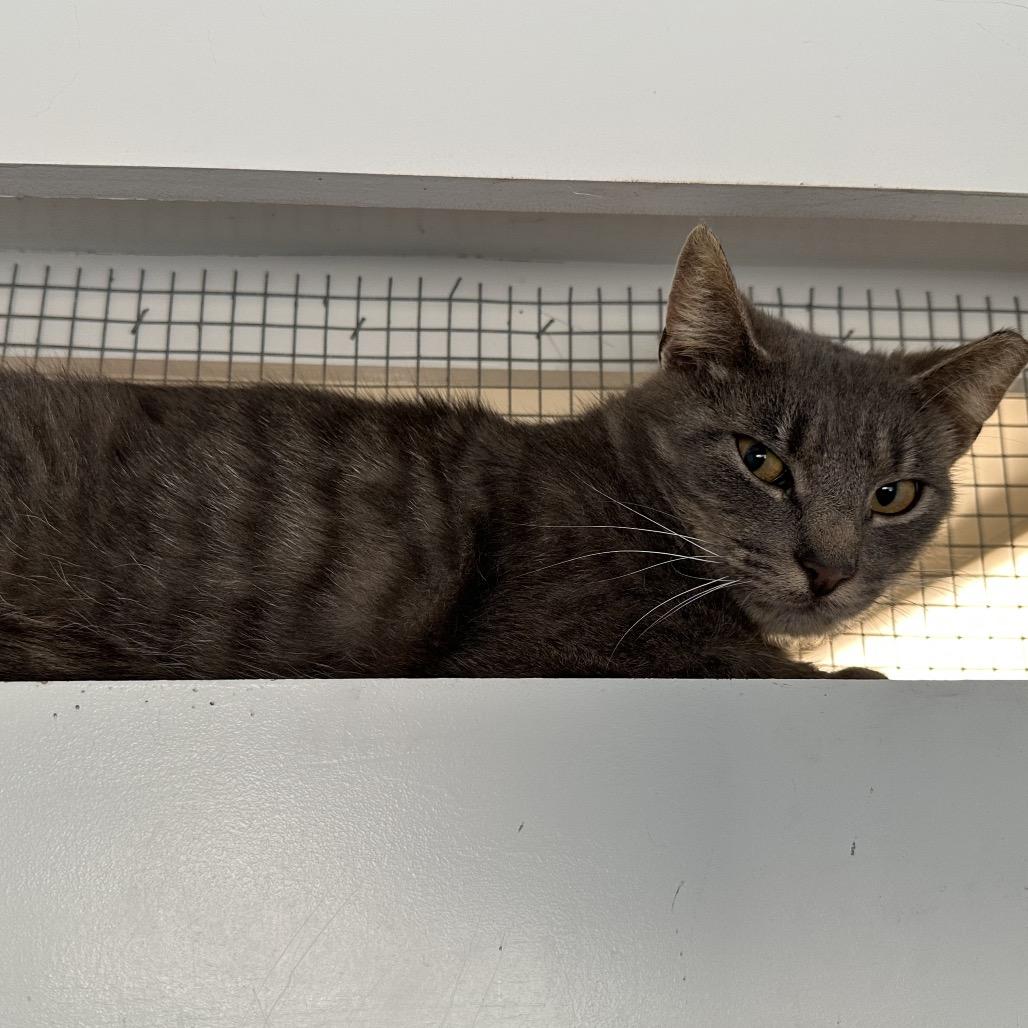 Mr. Wind, Adoptable, Adult Male Domestic Short Hair.