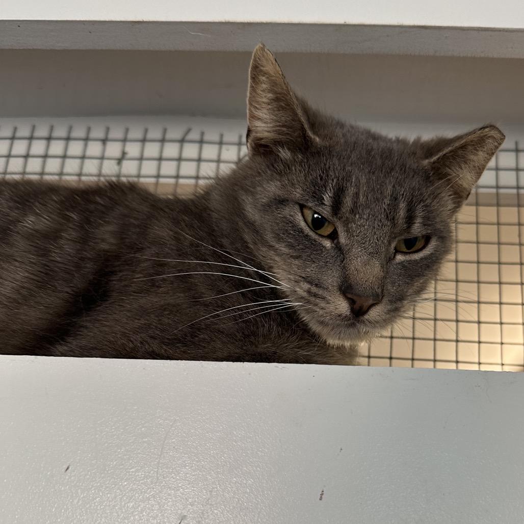 Mr. Wind, a Adoptable Domestic Short Hair in Quakertown, PA image 2/2