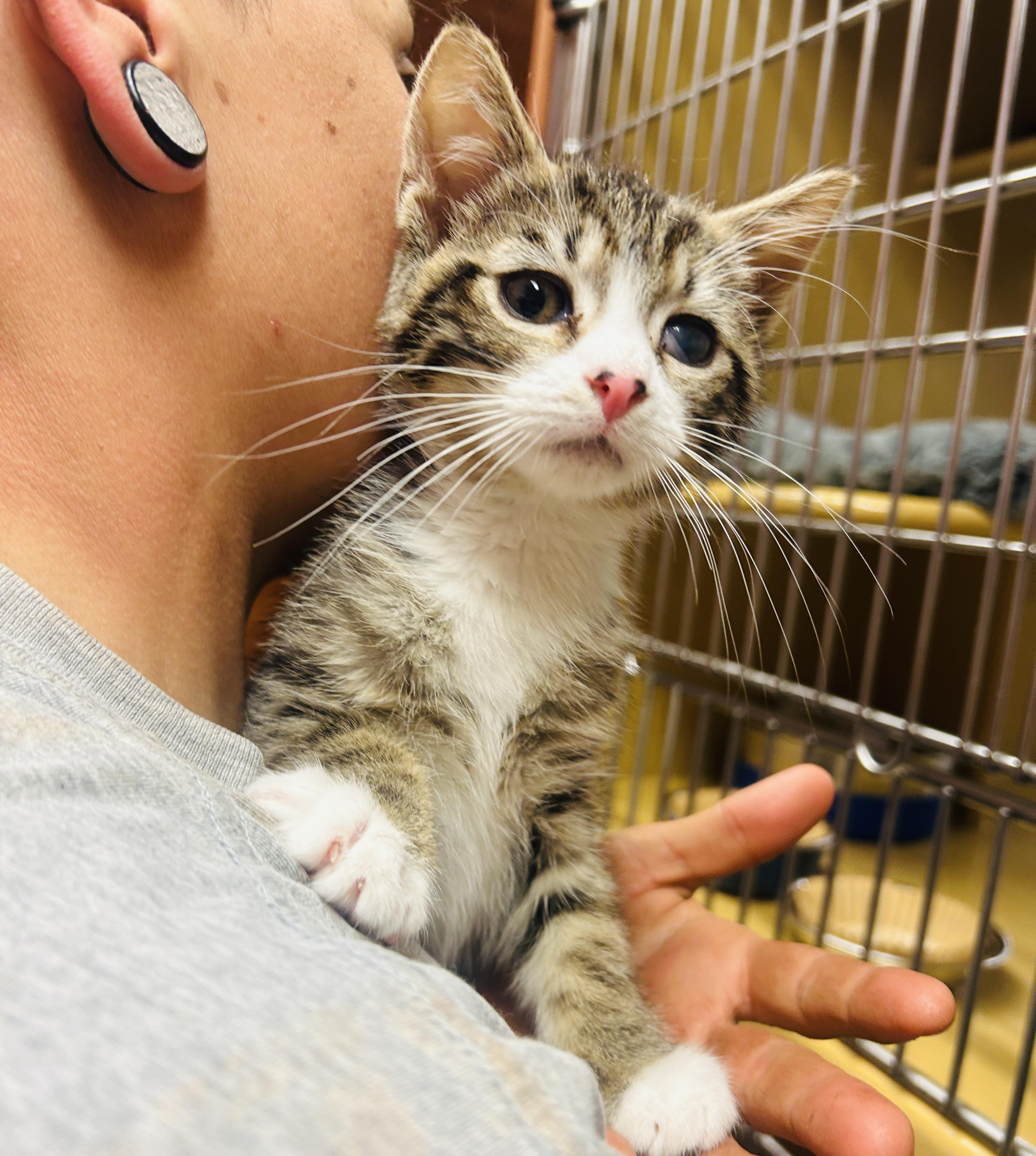 Float, an adopted Domestic Short Hair in Fairfax, VA image 2/2