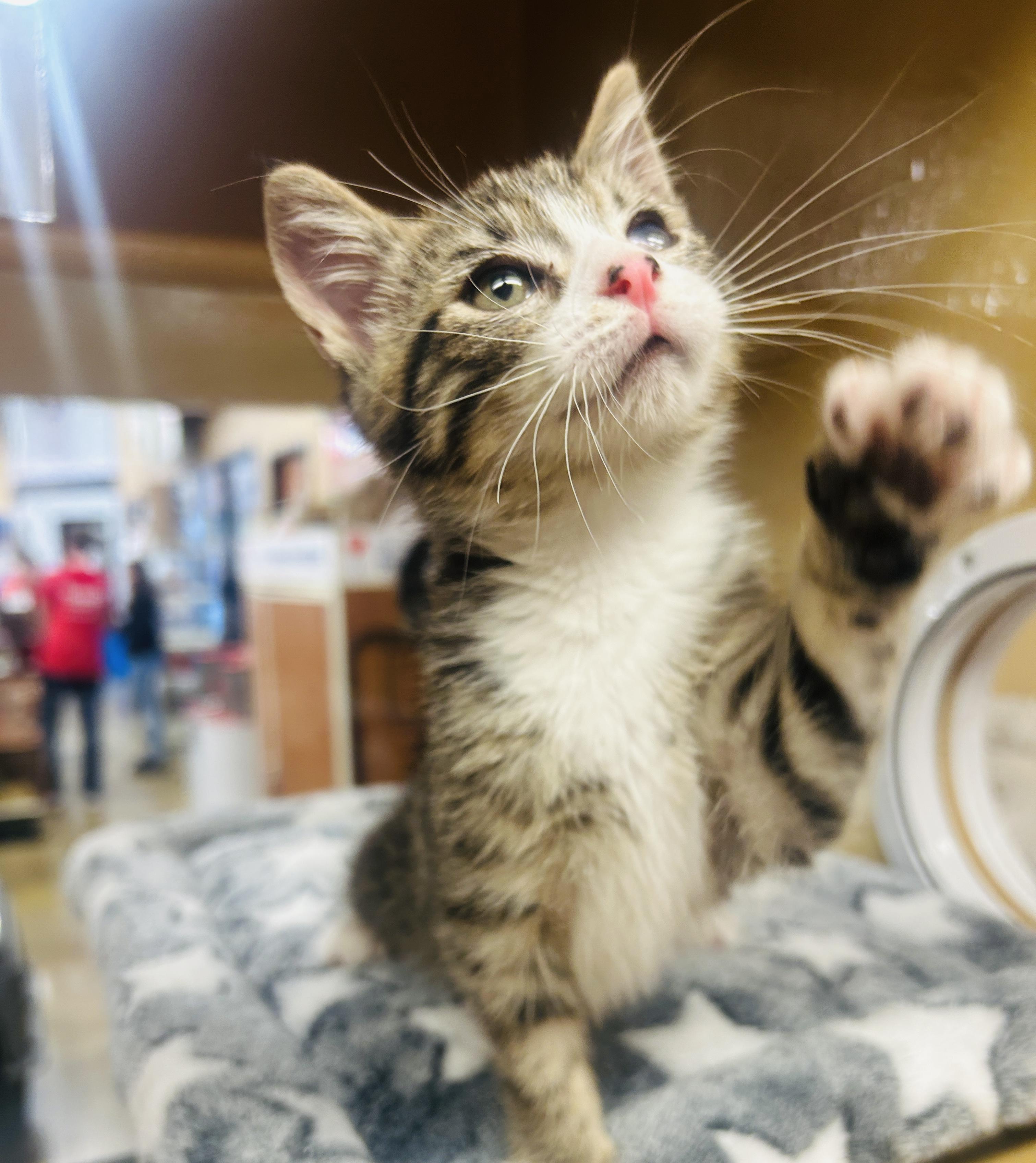 Float, an adopted Domestic Short Hair in Fairfax, VA image 1/2