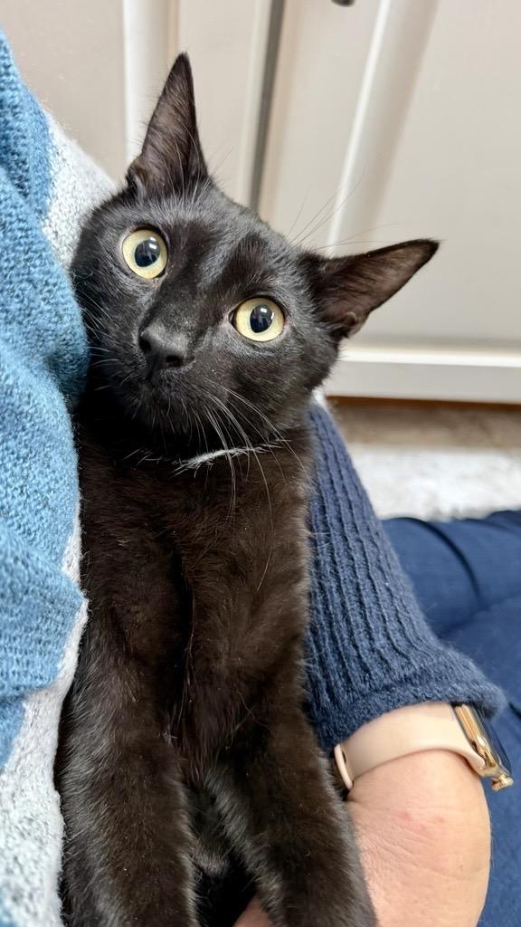 Enlarge Oreo, a ADOPTABLE Domestic Short Hair in Farmington, MN image 2/5