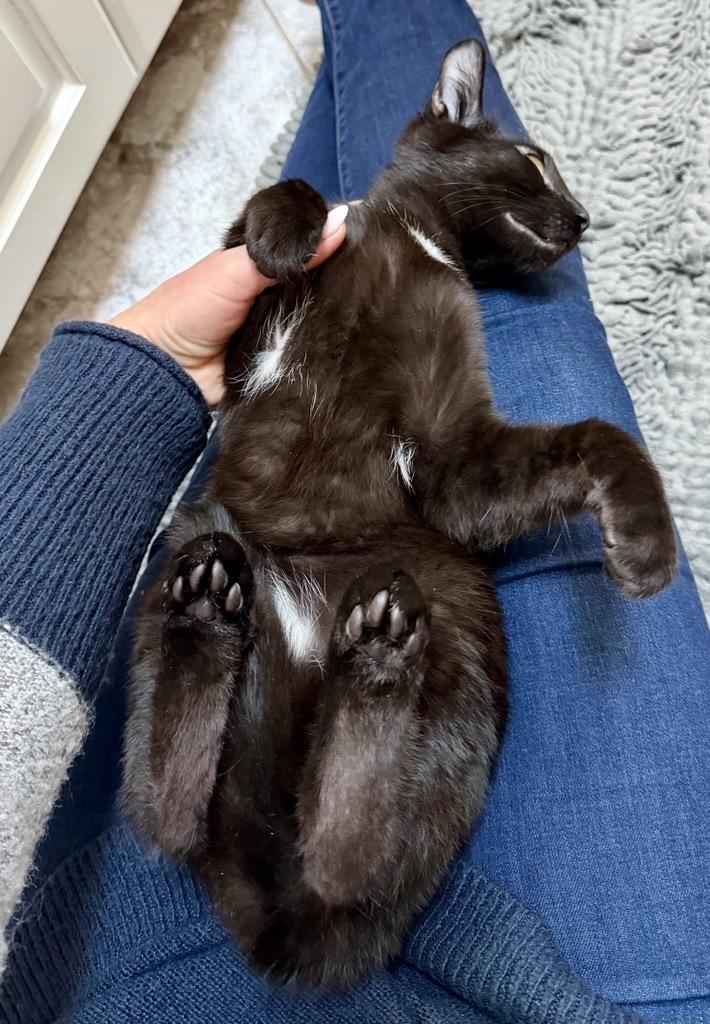 Enlarge Oreo, a ADOPTABLE Domestic Short Hair in Farmington, MN image 5/5