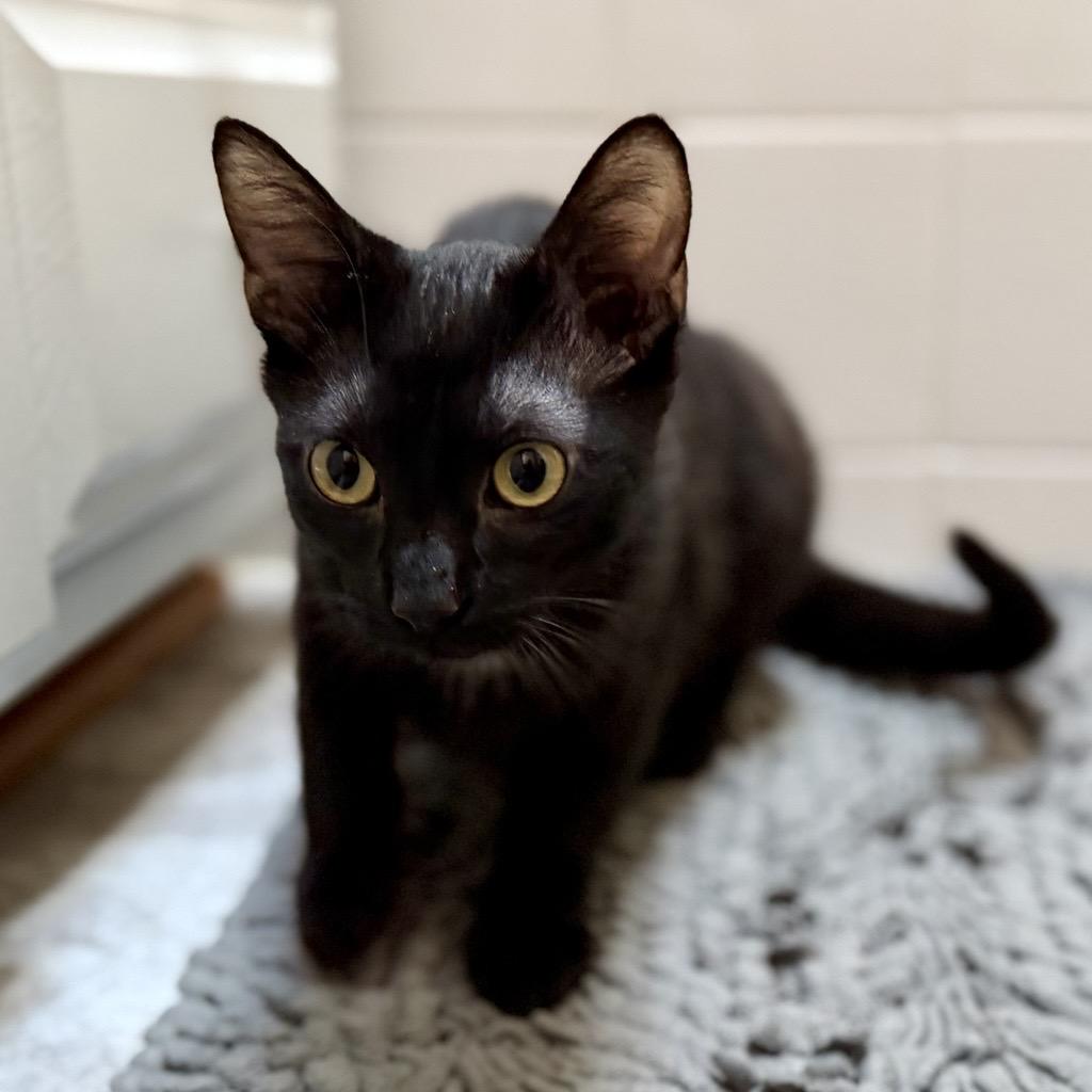 Enlarge Oreo, a ADOPTABLE Domestic Short Hair in Farmington, MN image 4/5