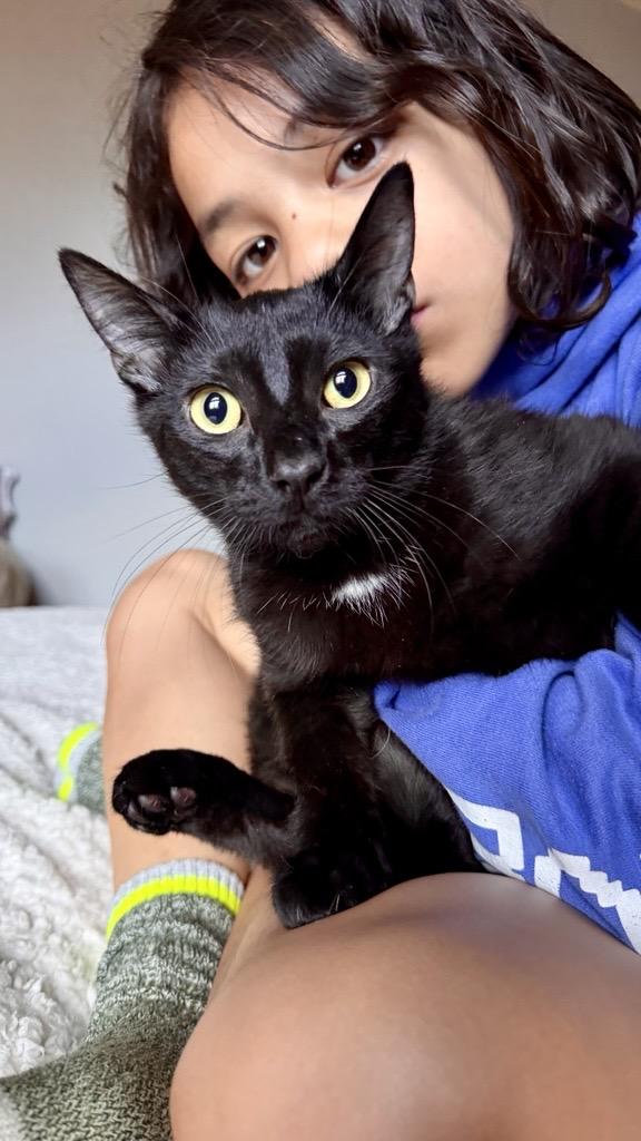 Enlarge Oreo, a ADOPTABLE Domestic Short Hair in Farmington, MN image 1/5
