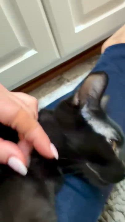 Enlarge Oreo, a ADOPTABLE Domestic Short Hair in Farmington, MN video 3/5