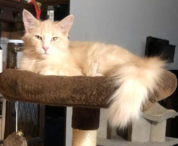 Enlarge Levi, a ADOPTABLE Domestic Long Hair in Anchorage, AK image 1/1