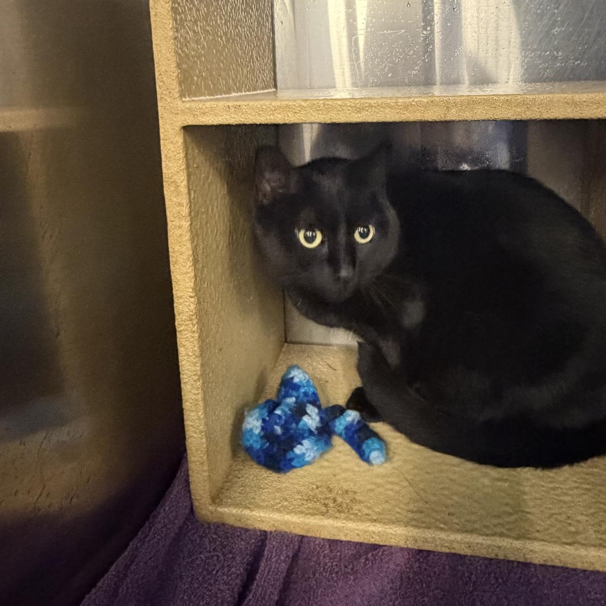 Pixie, a Adoptable mixed breed in Omaha, NE image 3/3