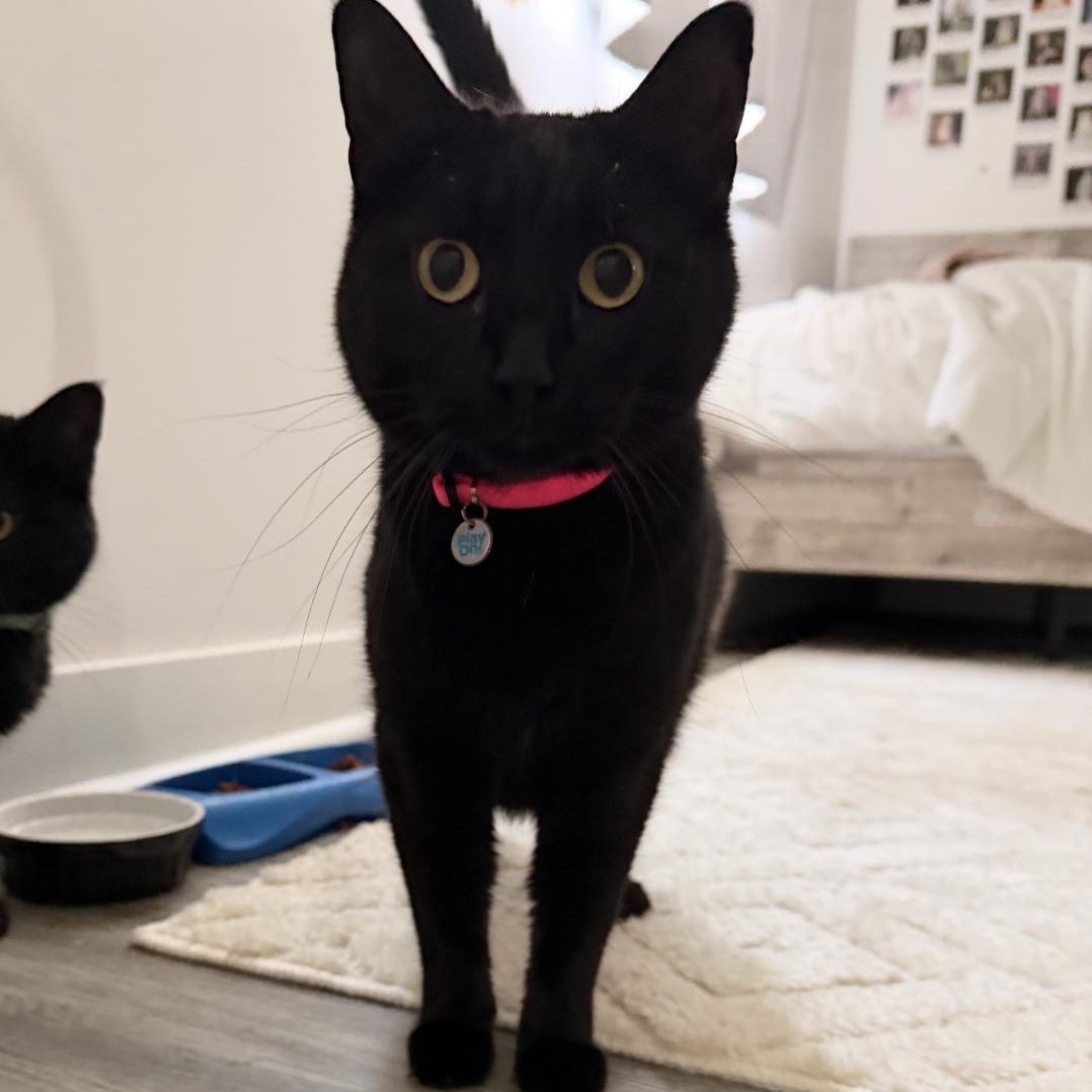 Pixie, Adoptable, Adult Female Domestic Short Hair.