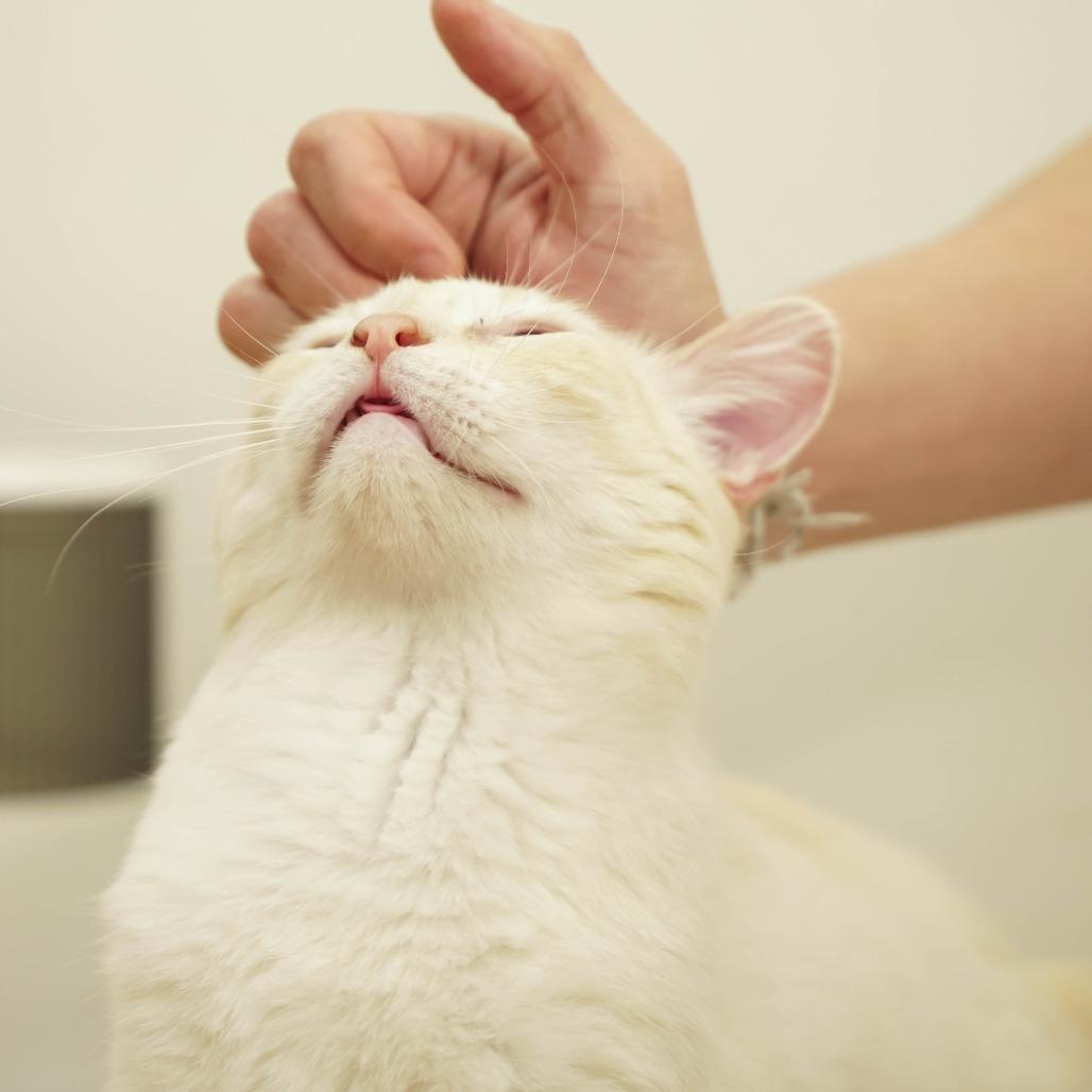 Butters — thumbnail 2