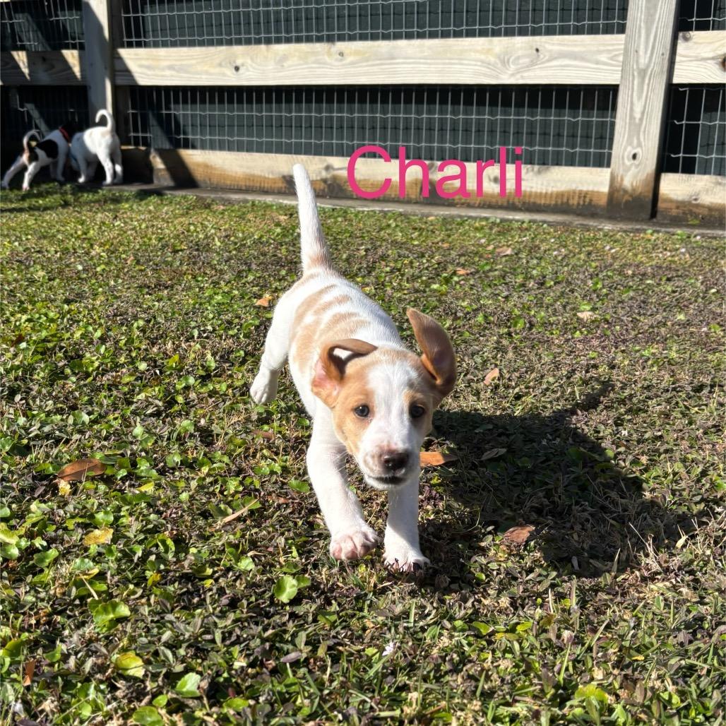 CHARLI, a Adoptable Treeing Walker Coonhound in Wellington, FL image 1/2