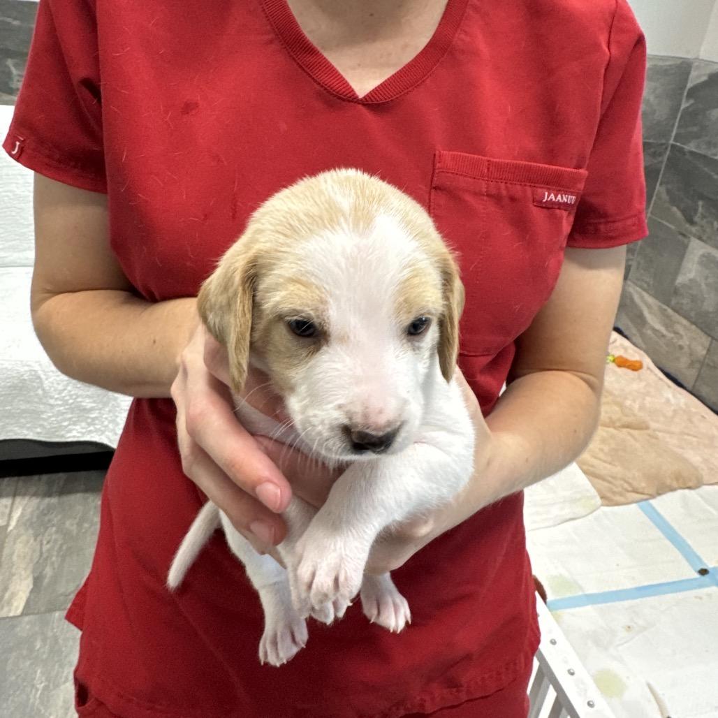 CHARLI, a Adoptable Treeing Walker Coonhound in Wellington, FL image 2/2