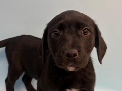 Enlarge Farrah, a Adoptable mixed breed in Woodbury, MN image 1/1