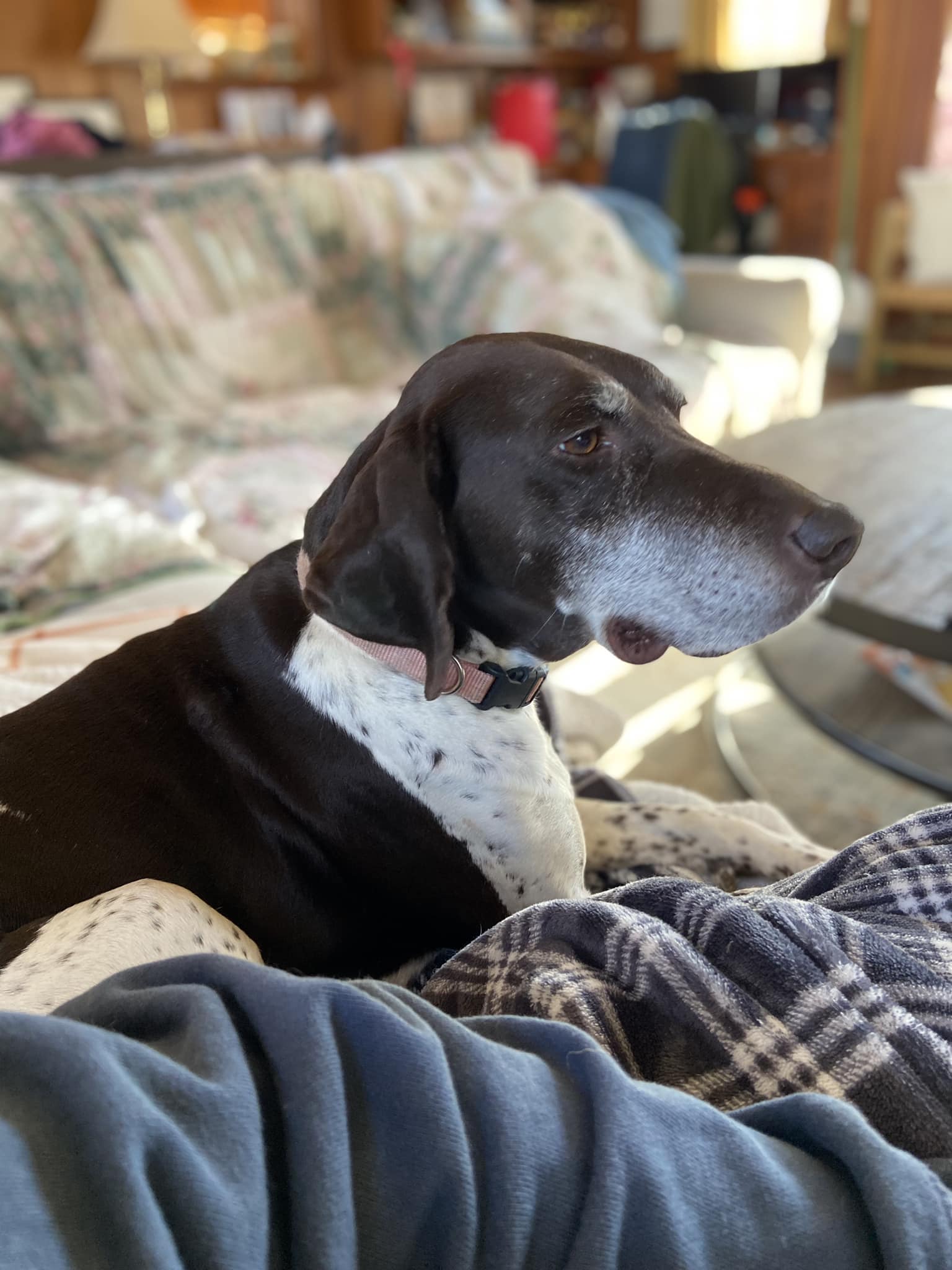 Precious, Adoptable, Senior Female German Shorthaired Pointer.