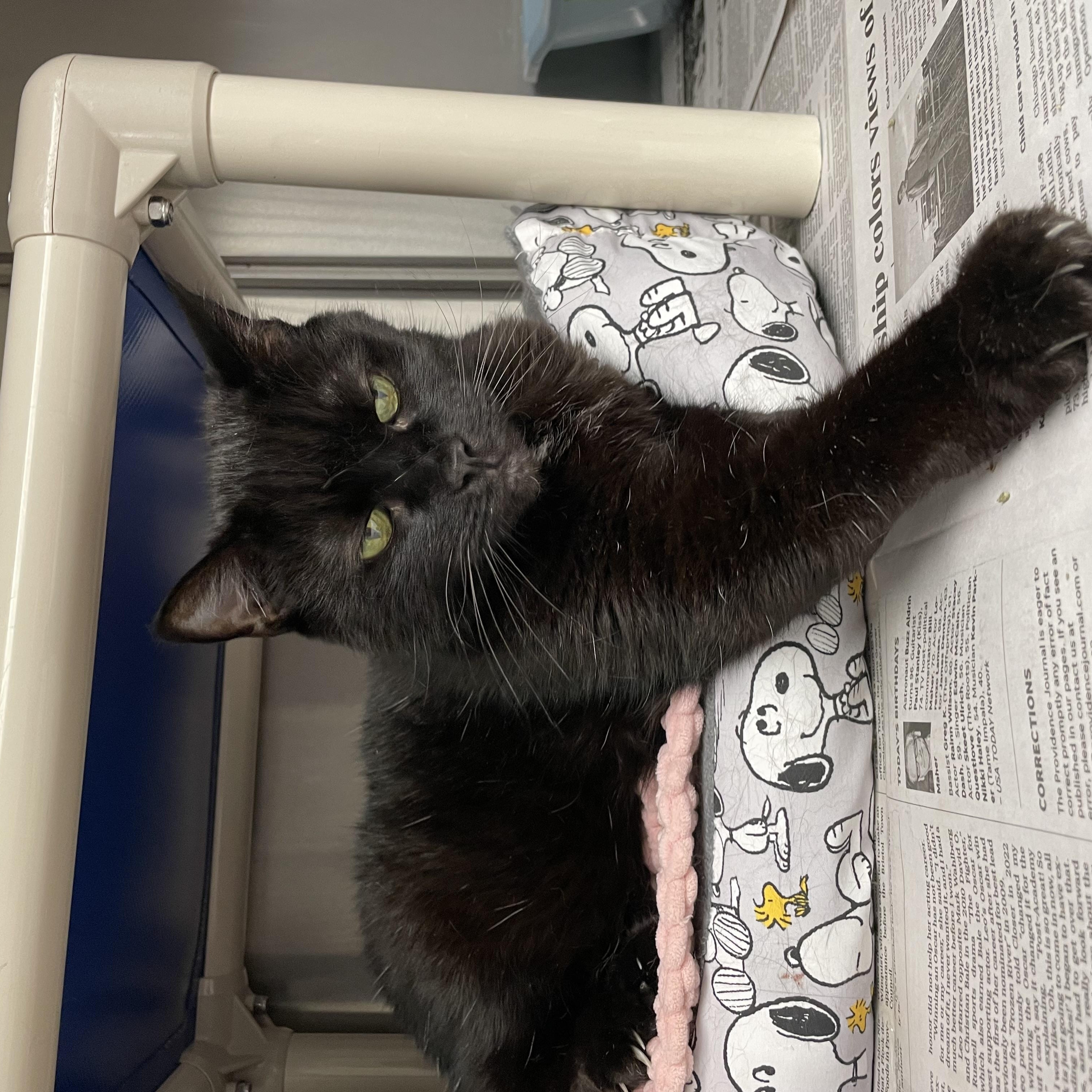 Enlarge Luna, a Adopted American Shorthair in North Kingstown, RI image 5/5