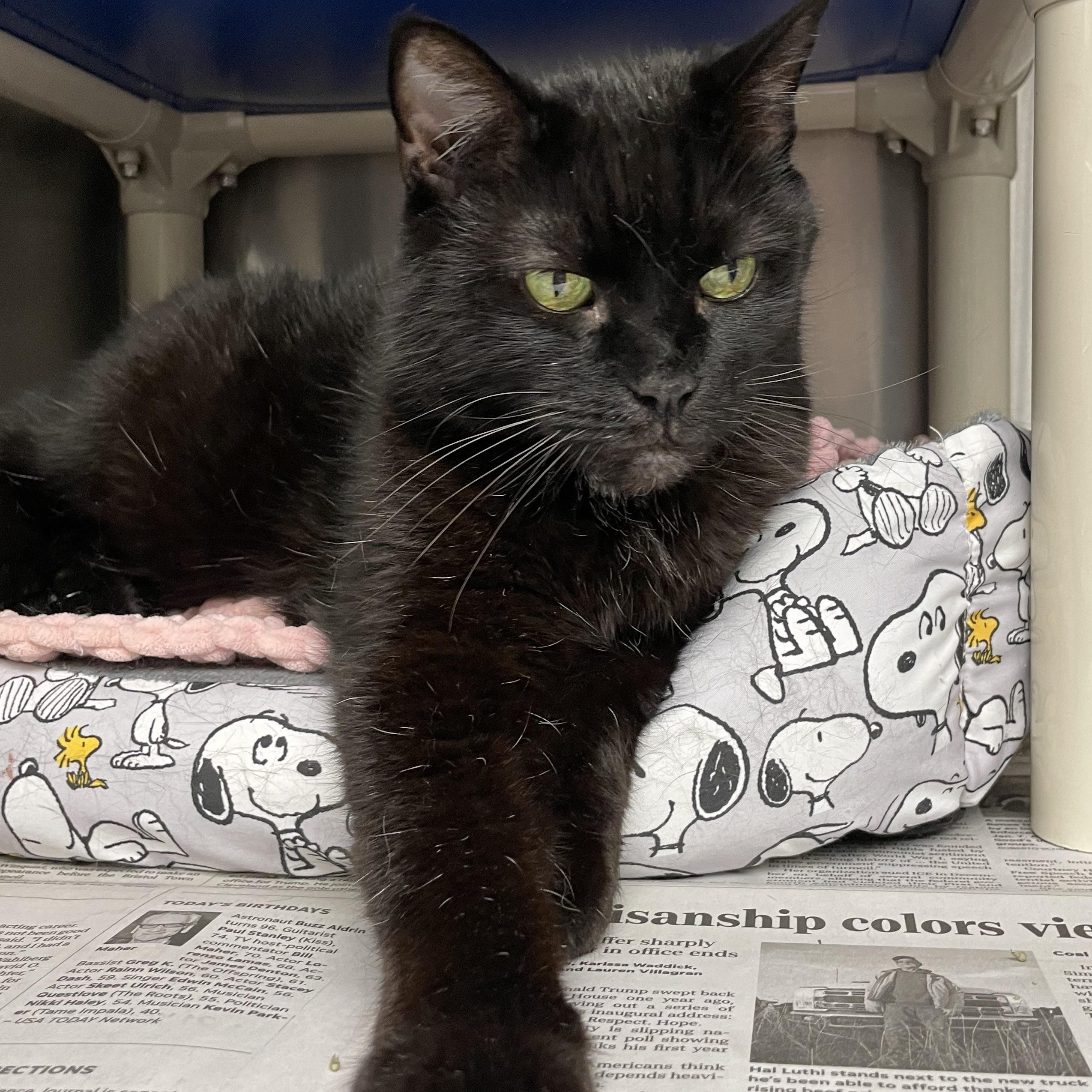Luna, Adoptable, Adult Female American Shorthair.