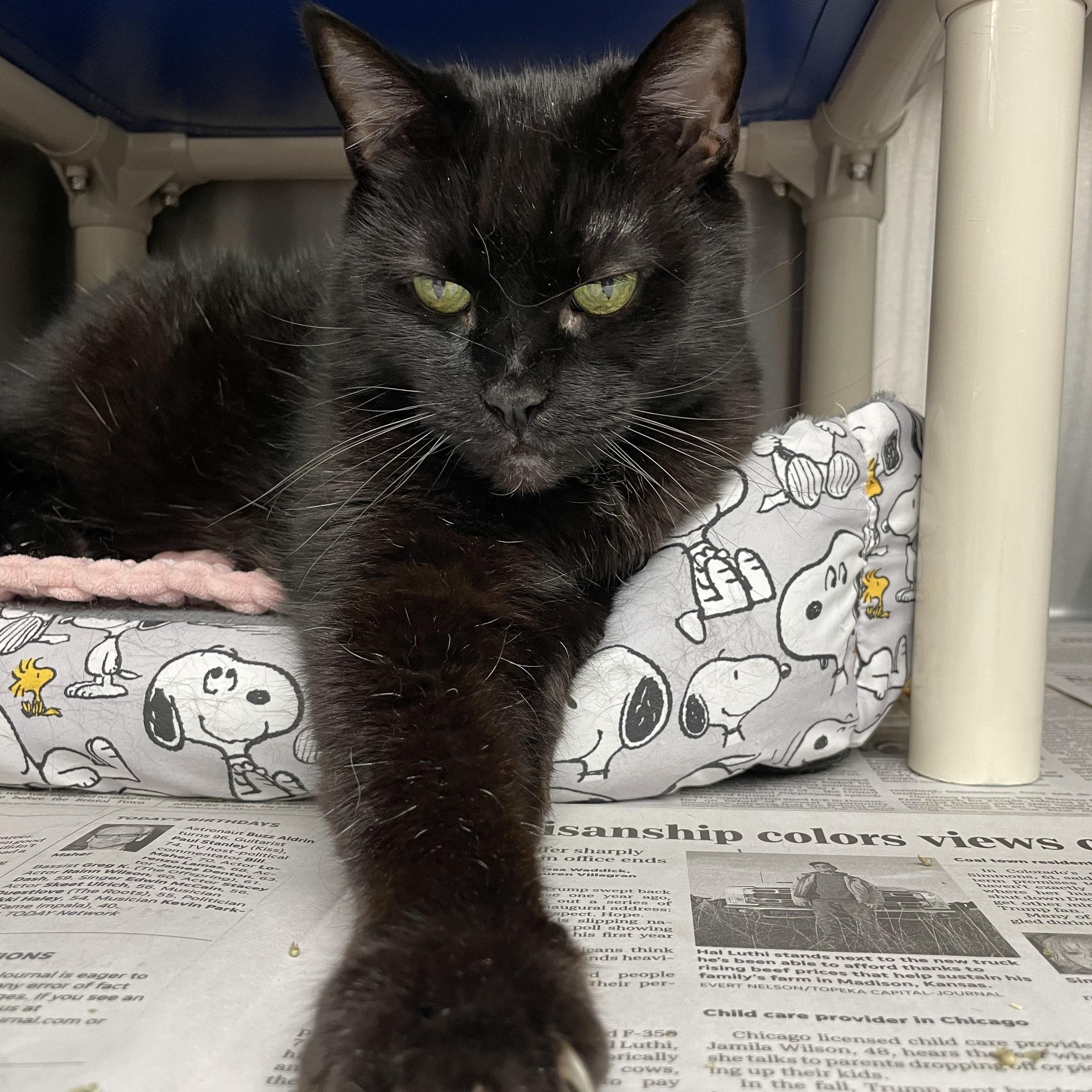 Enlarge Luna, a Adopted American Shorthair in North Kingstown, RI image 4/5
