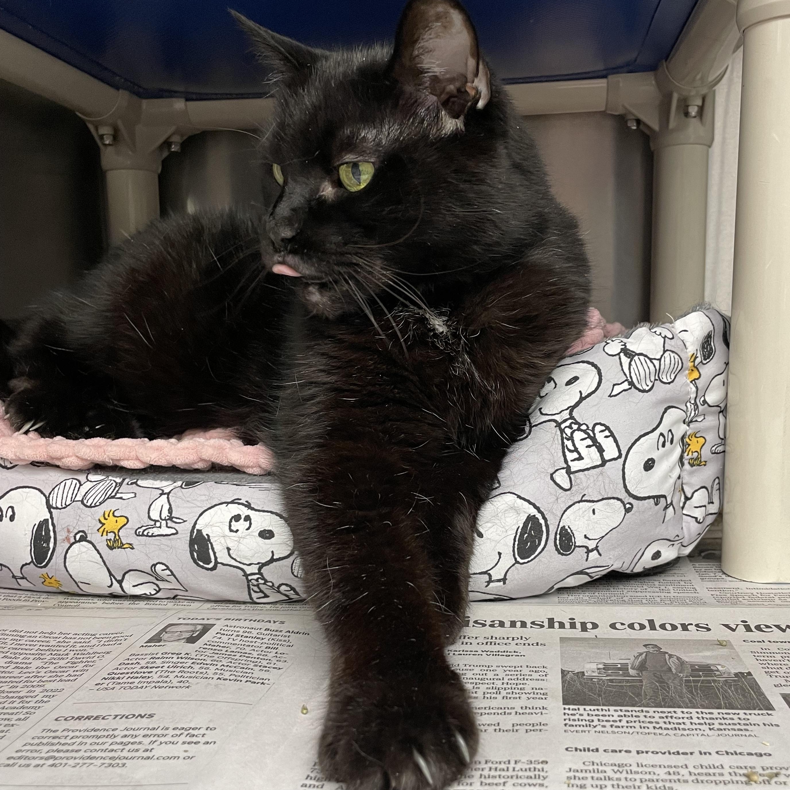 Enlarge Luna, a Adopted American Shorthair in North Kingstown, RI image 2/5