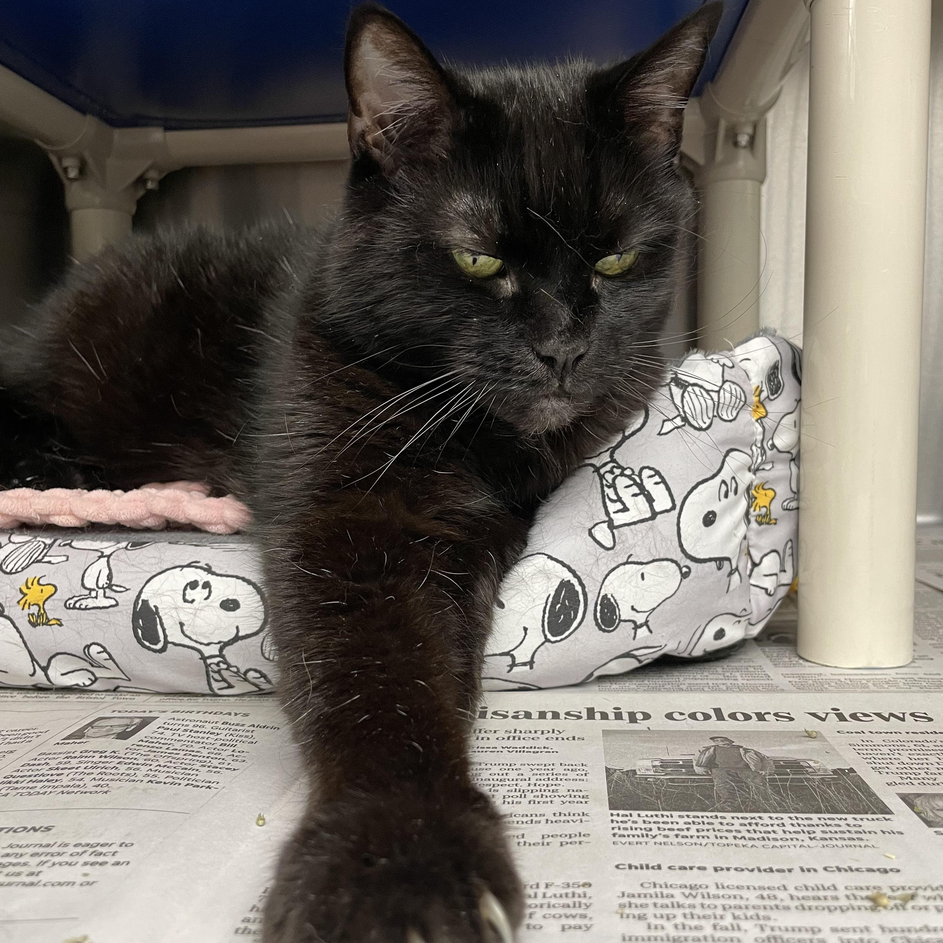 Enlarge Luna, a Adopted American Shorthair in North Kingstown, RI image 3/5
