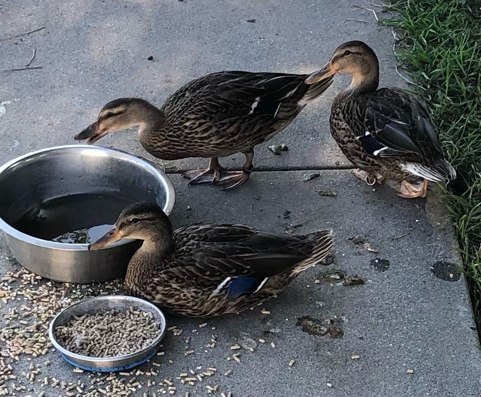 Enlarge Vanilla / Latte / Spice, a Adoptable Duck in Eagle Mountain, UT image 1/1