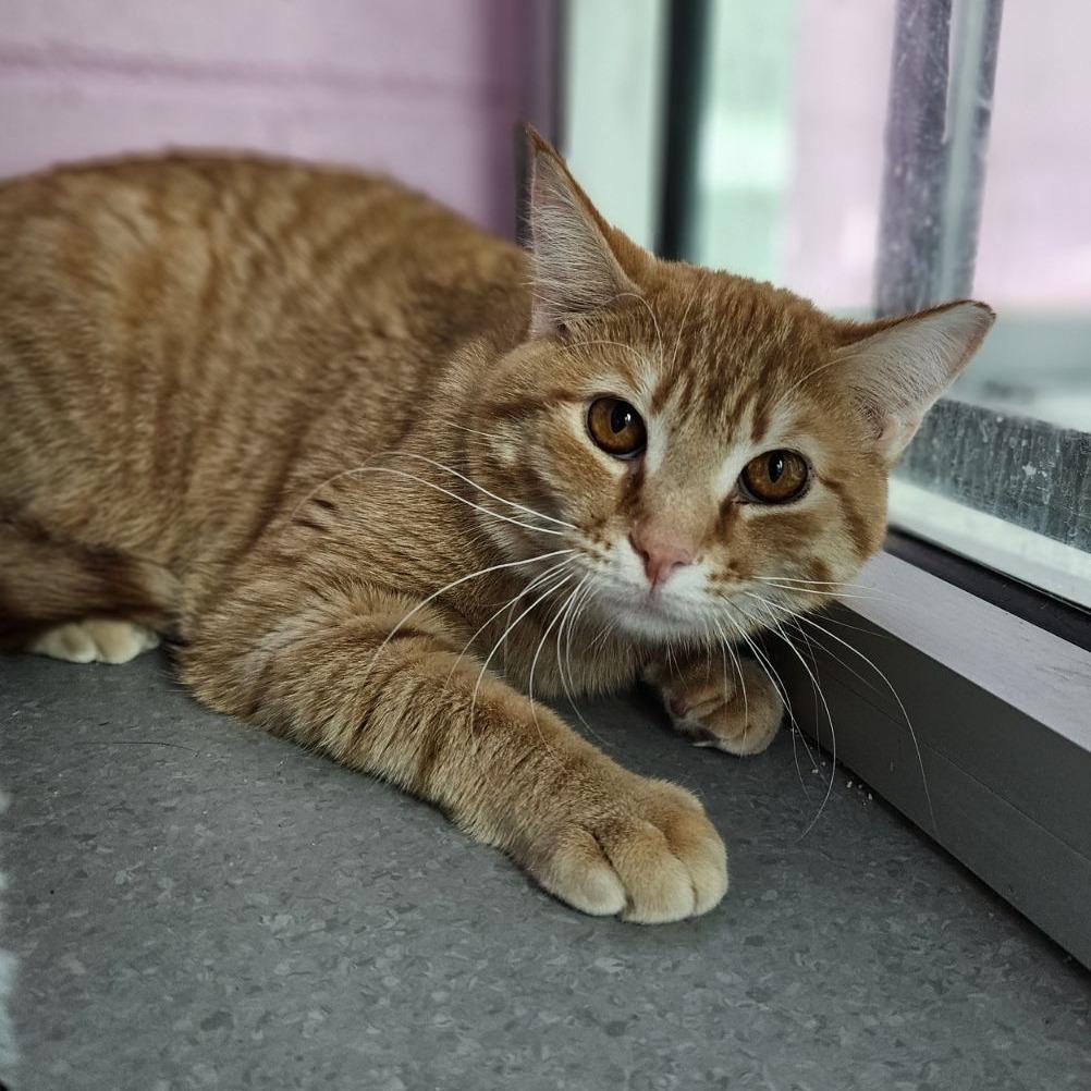 Enlarge Chuck, a Adoptable Domestic Short Hair in Lakewood, CO image 1/6