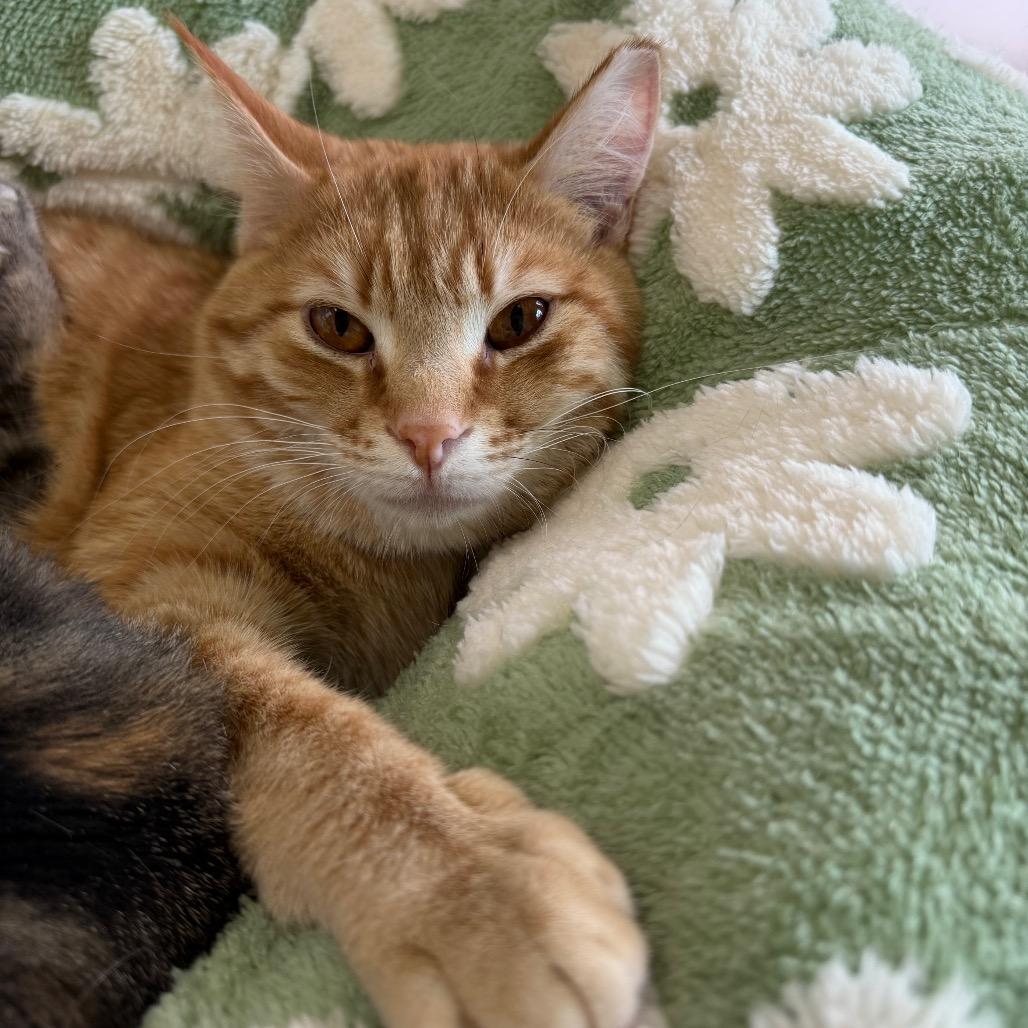 Enlarge Chuck, a Adoptable Domestic Short Hair in Lakewood, CO image 2/6