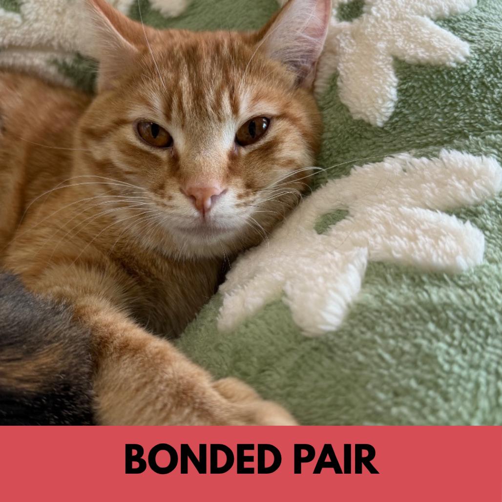 Enlarge Chuck, a Adoptable Domestic Short Hair in Lakewood, CO image 3/6