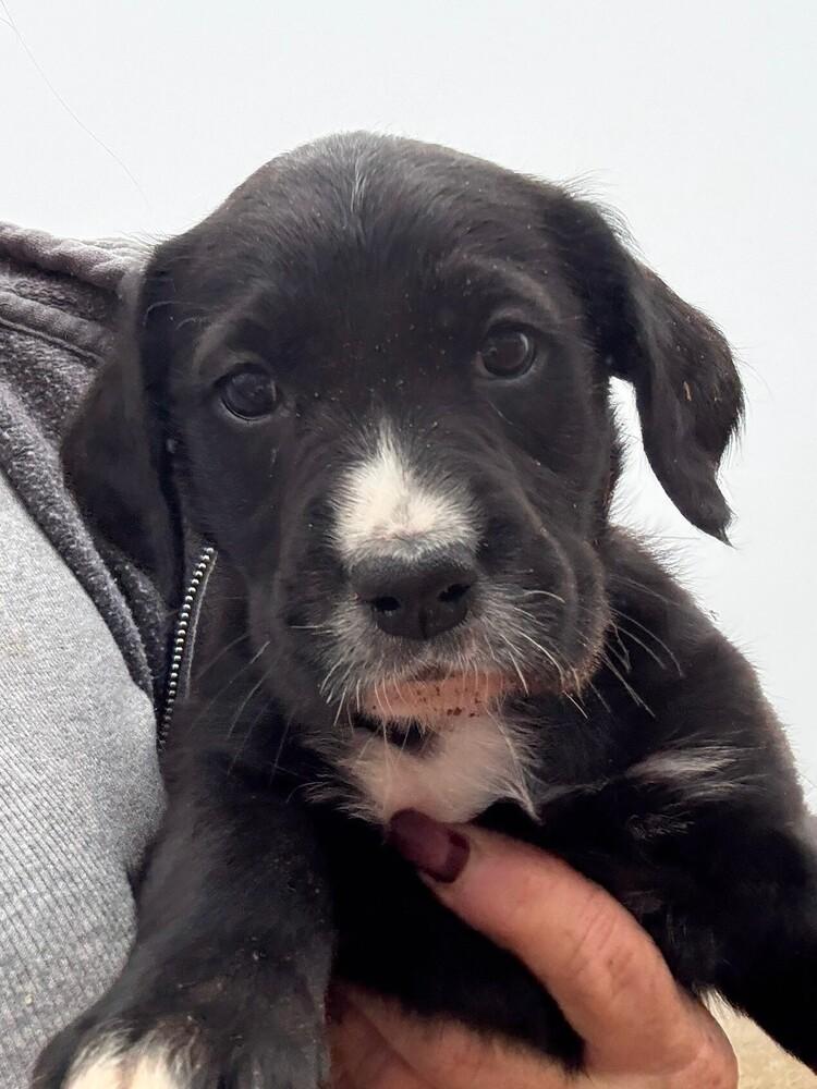 Bliss, Adoptable, Puppy Female Boxer.