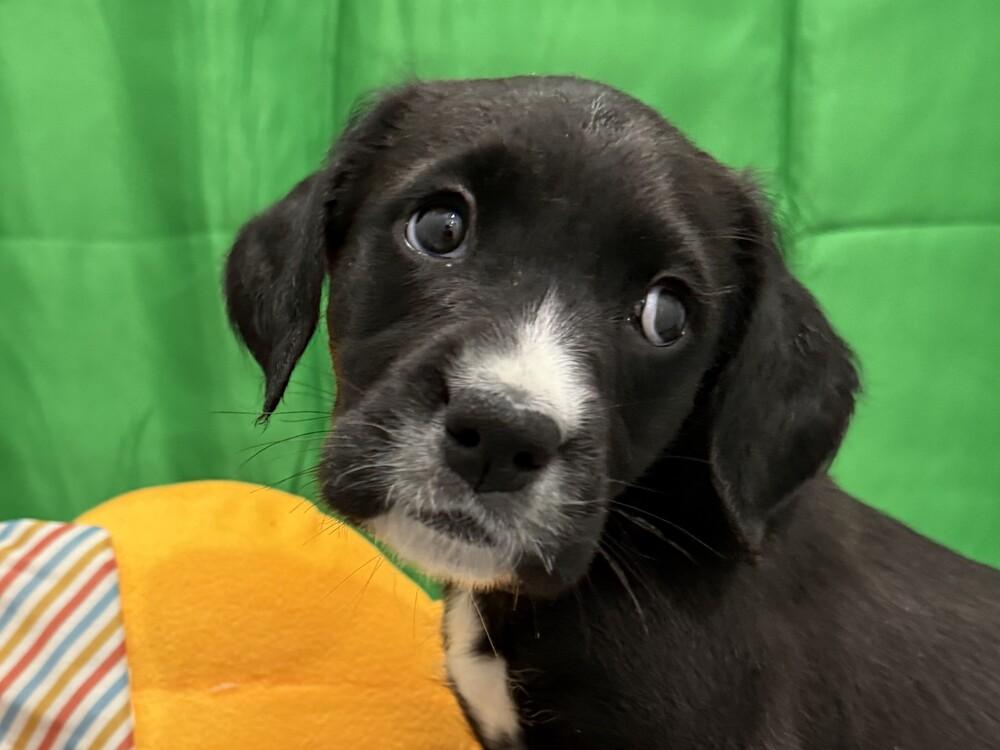 Bliss, a Adoptable mixed breed in Hartwell, GA image 2/6