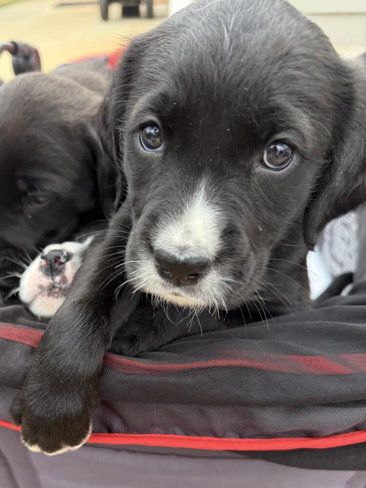 Bliss, a Adoptable mixed breed in Hartwell, GA image 3/6