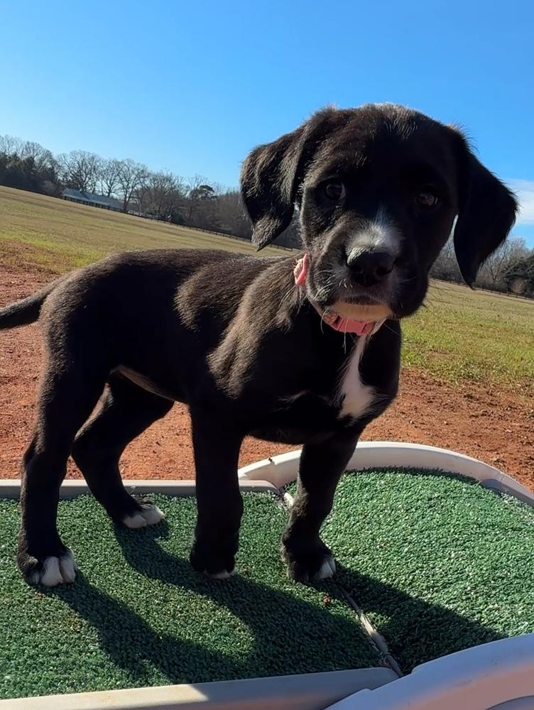 Bliss, a Adoptable mixed breed in Hartwell, GA image 4/6