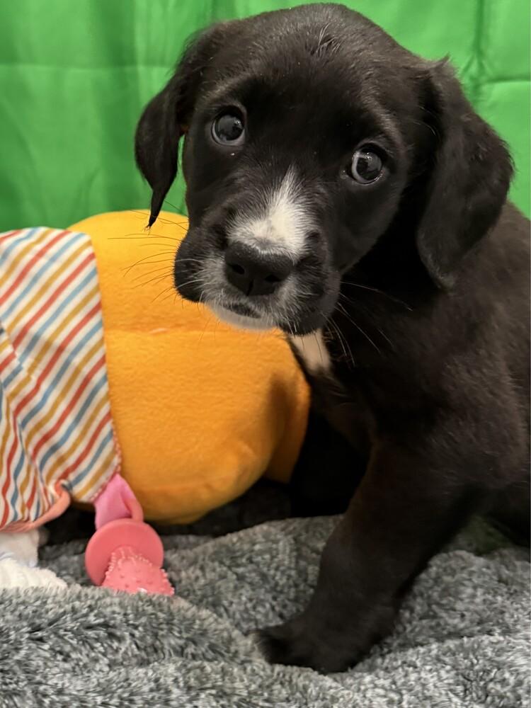 Bliss, a Adoptable mixed breed in Hartwell, GA image 5/6