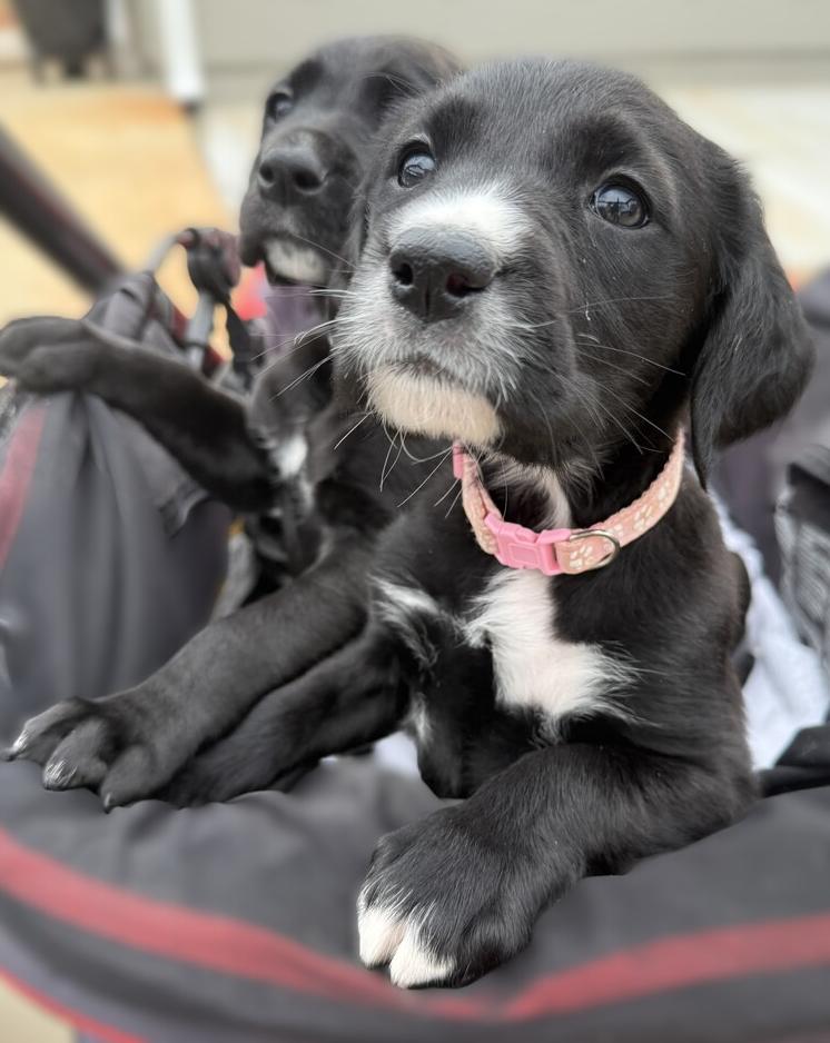 Bliss, a Adoptable mixed breed in Hartwell, GA image 6/6