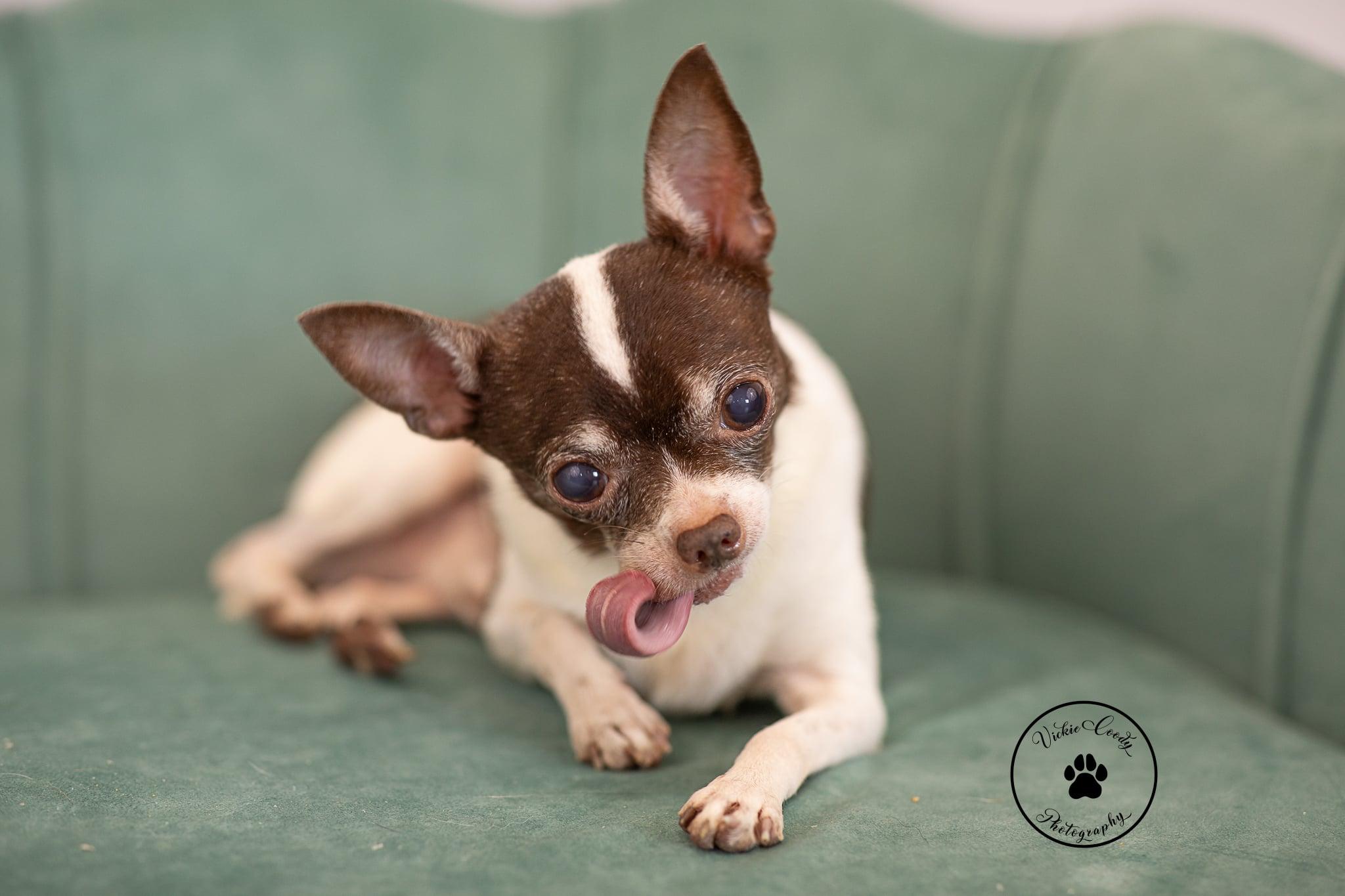 Enlarge Xavier, a Adoptable Chihuahua in Austin, TX image 1/6