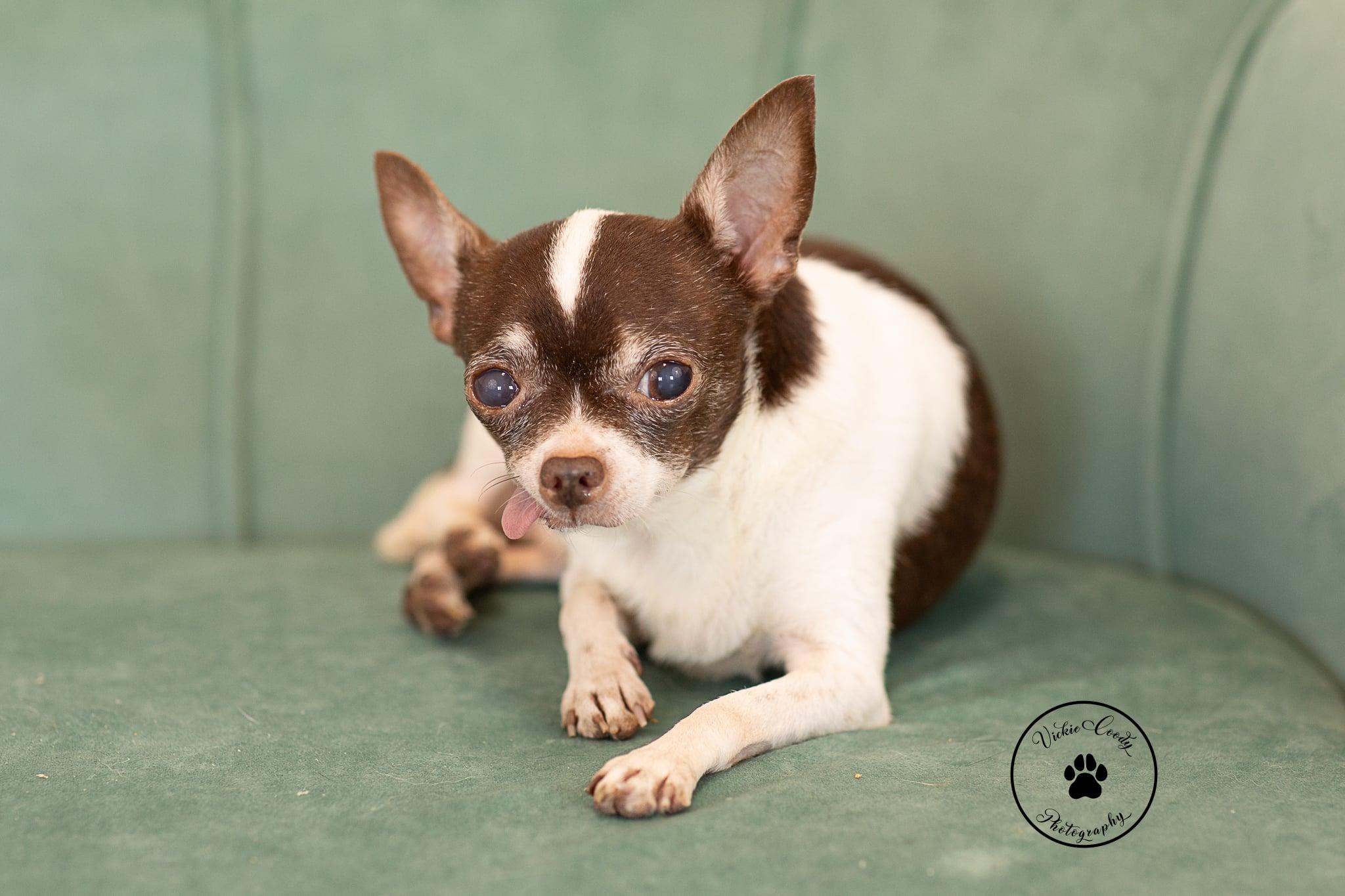 Enlarge Xavier, a Adoptable Chihuahua in Austin, TX image 2/6