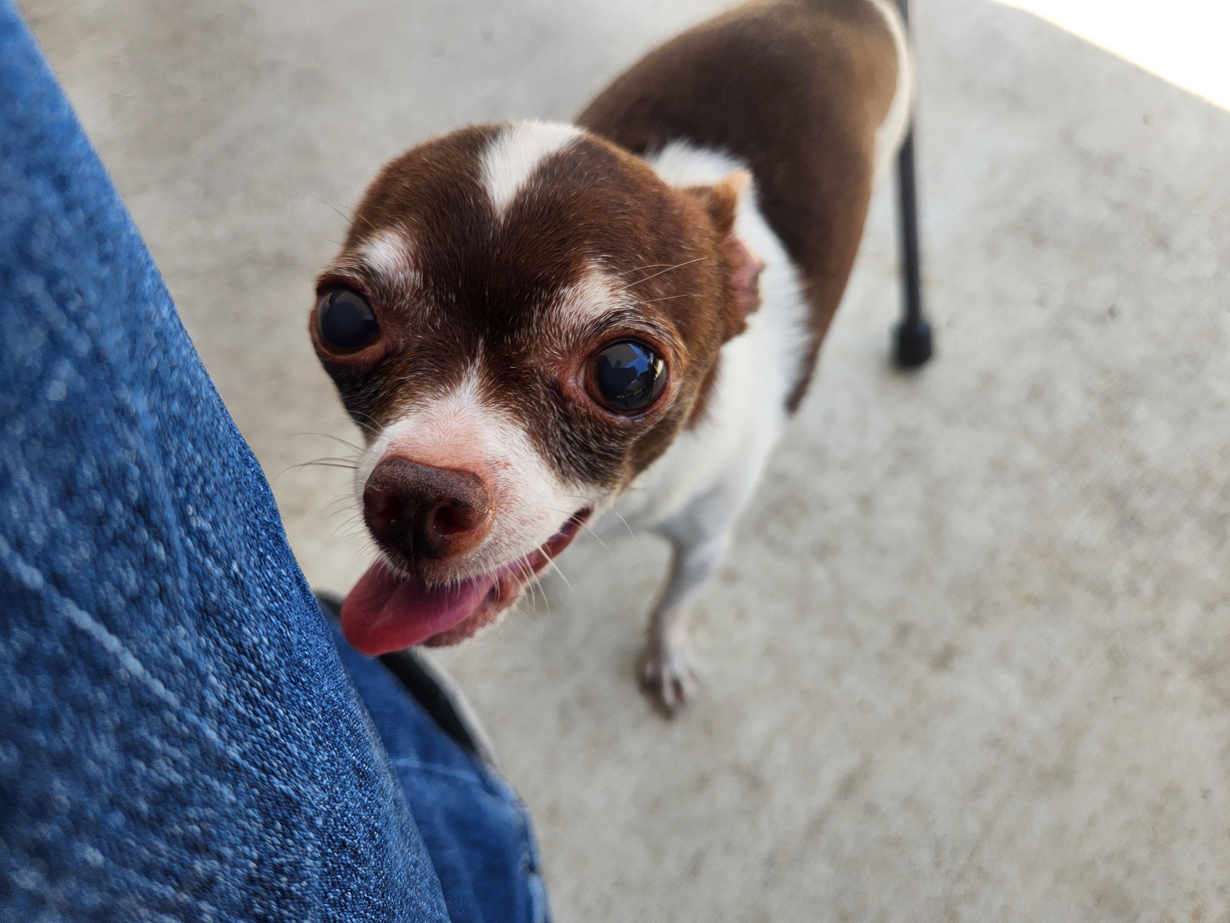 Enlarge Xavier, a Adoptable Chihuahua in Austin, TX image 3/6