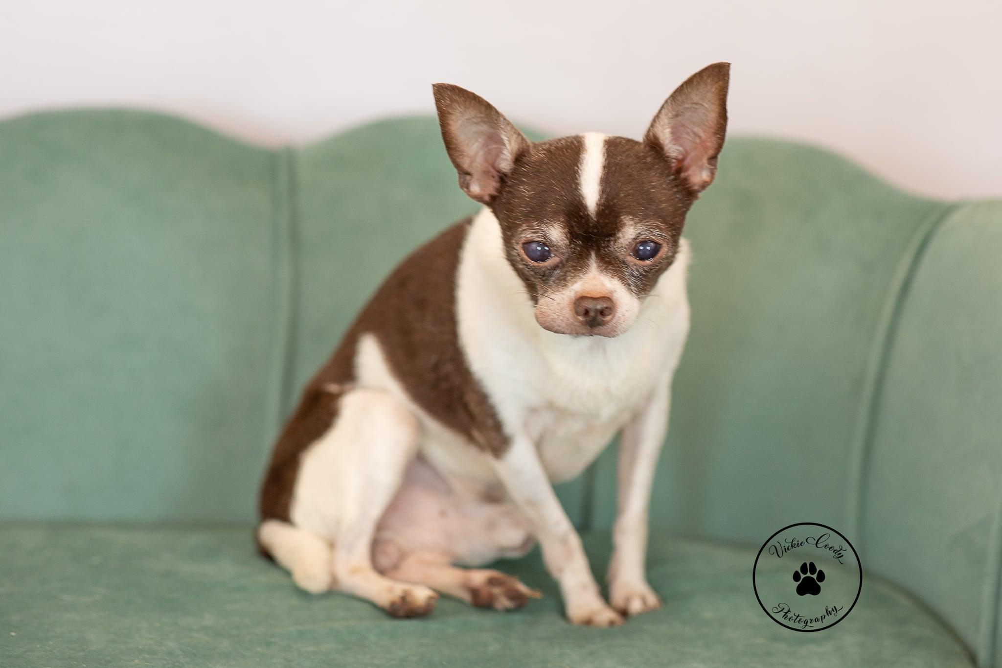 Enlarge Xavier, a Adoptable Chihuahua in Austin, TX image 5/6