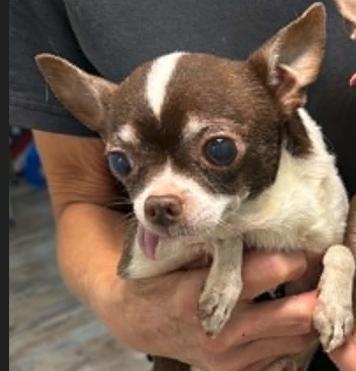 Enlarge Xavier, a Adoptable Chihuahua in Austin, TX image 6/6