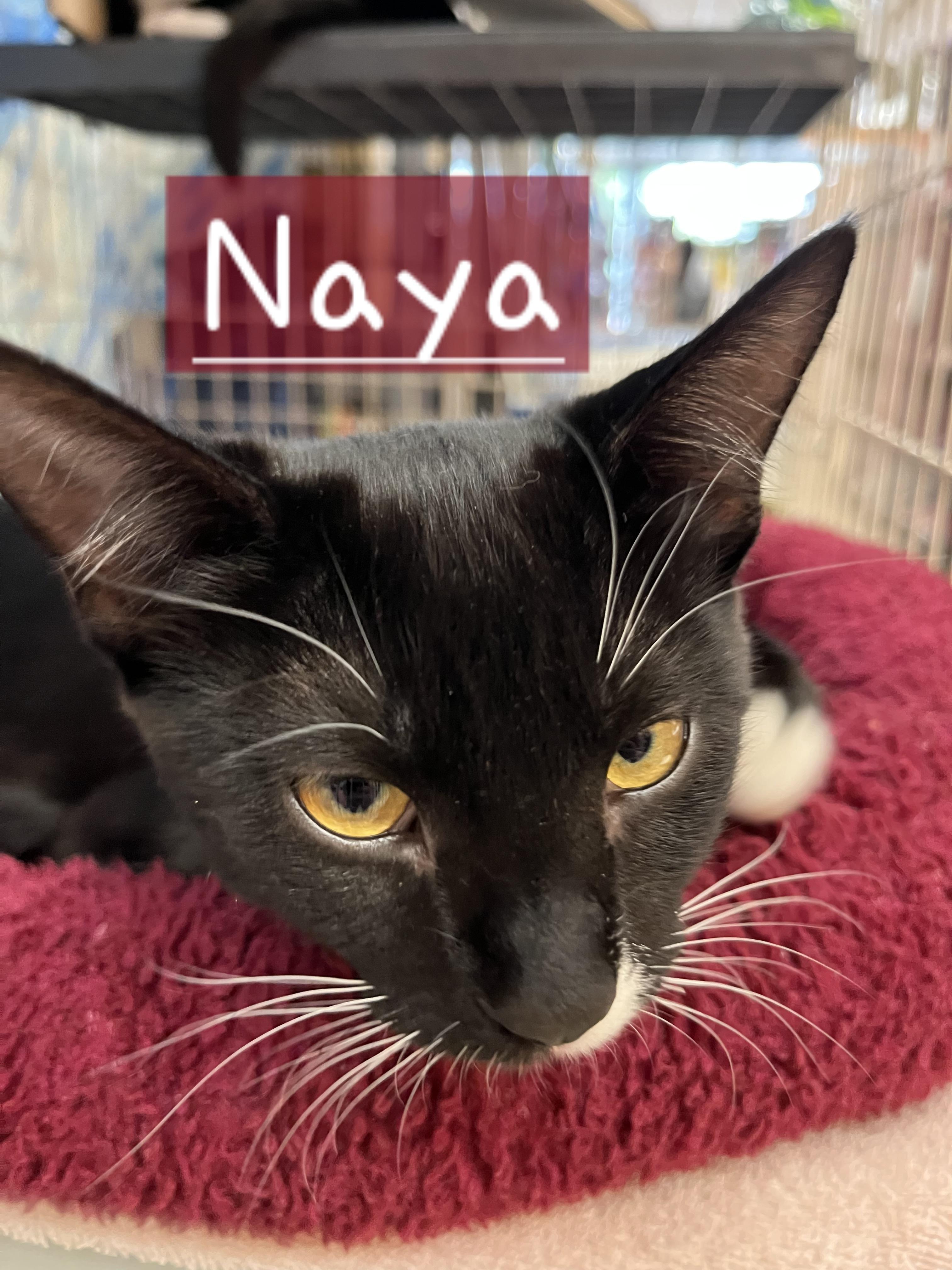 Naya, a ADOPTABLE mixed breed in Albuquerque, NM image 3/6
