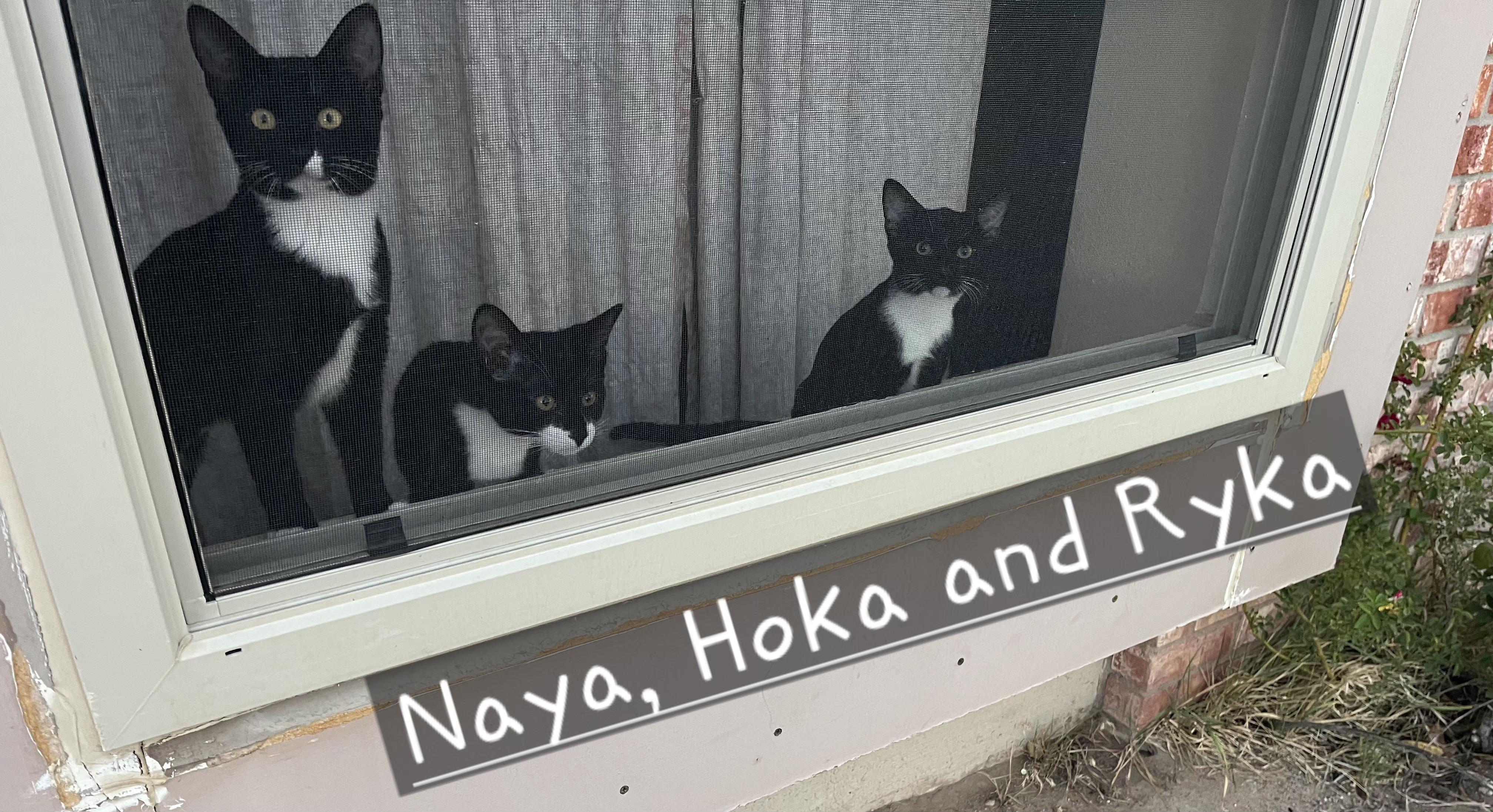 Naya, a ADOPTABLE mixed breed in Albuquerque, NM image 6/6